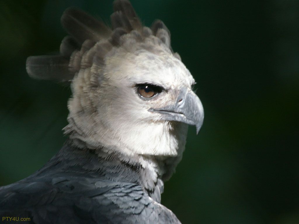 Harpy Eagle Wallpapers