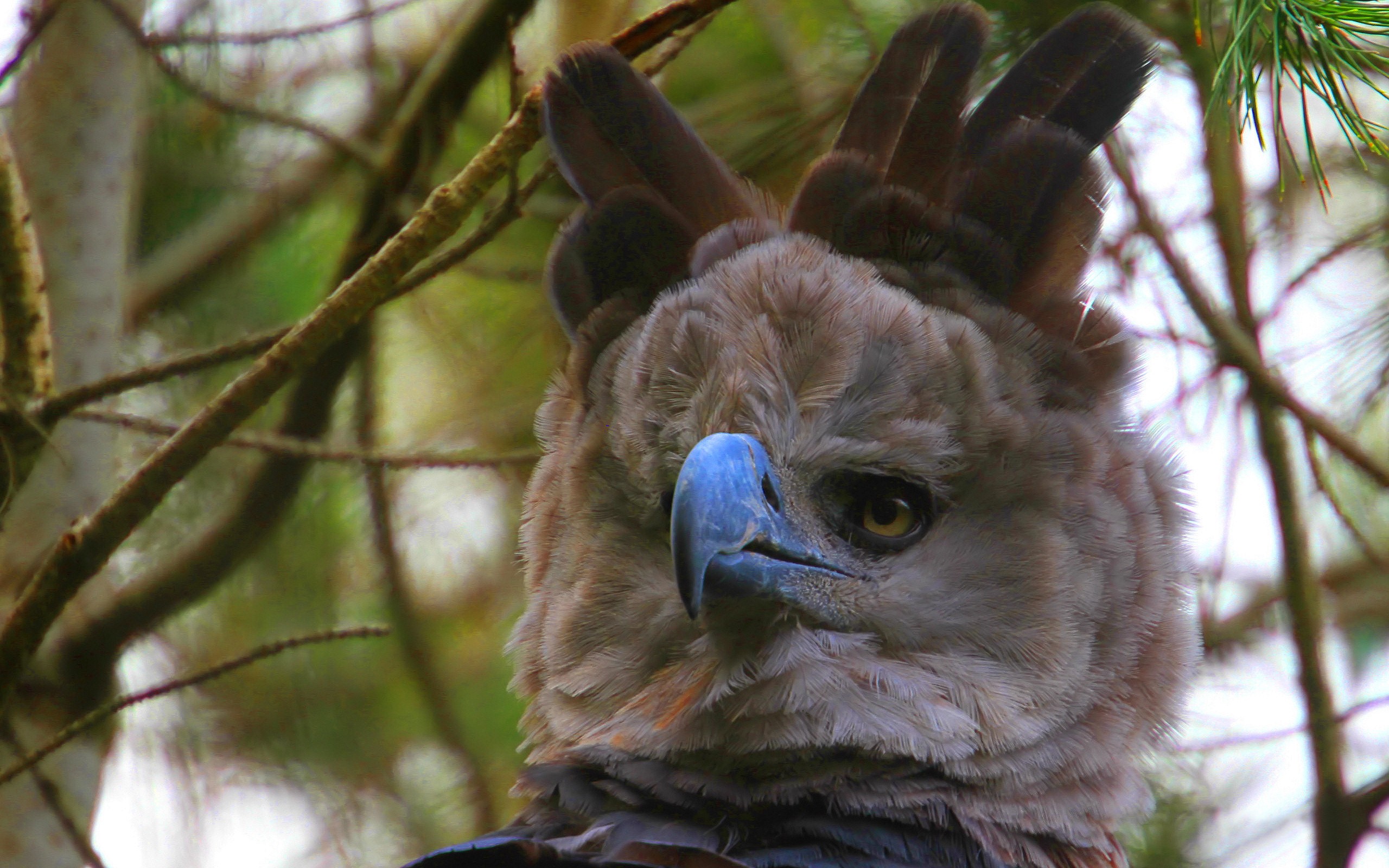 Harpy Eagle Wallpapers