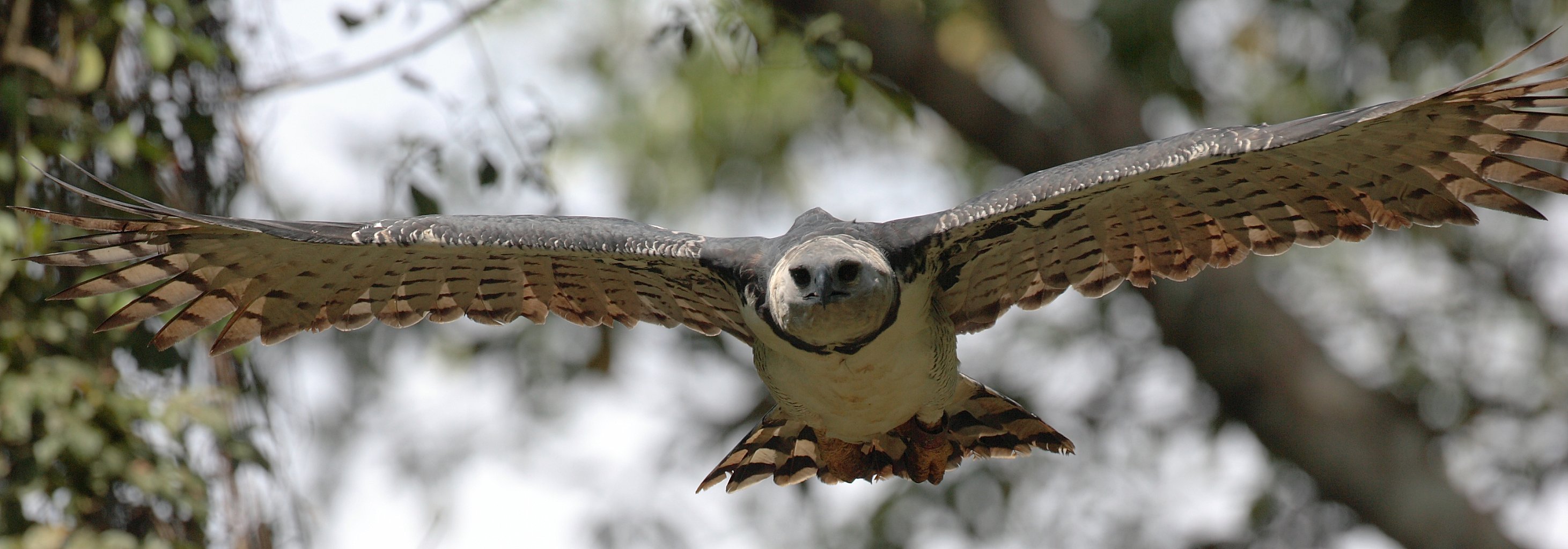 Harpy Eagle Wallpapers