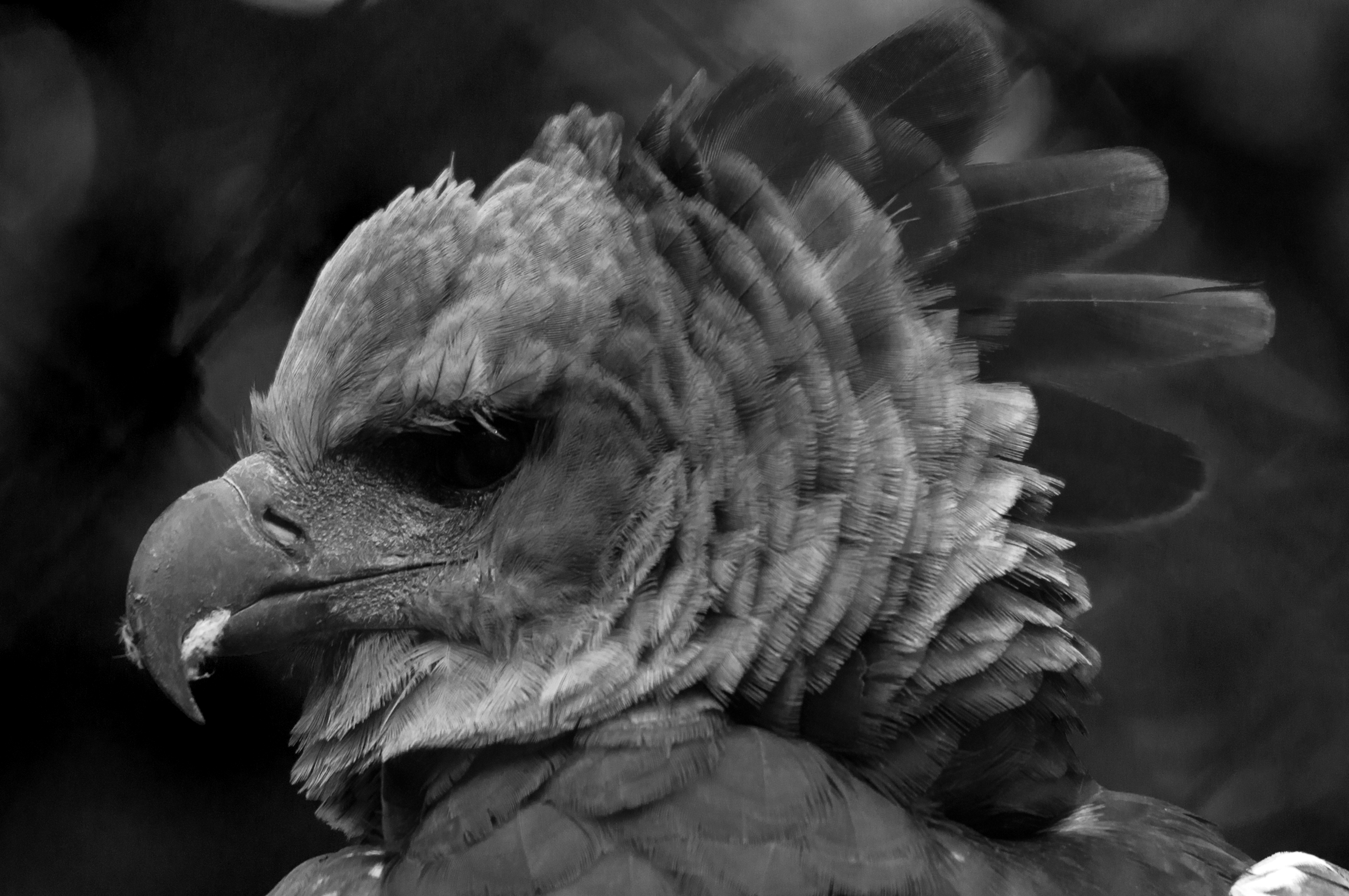 Harpy Eagle Wallpapers