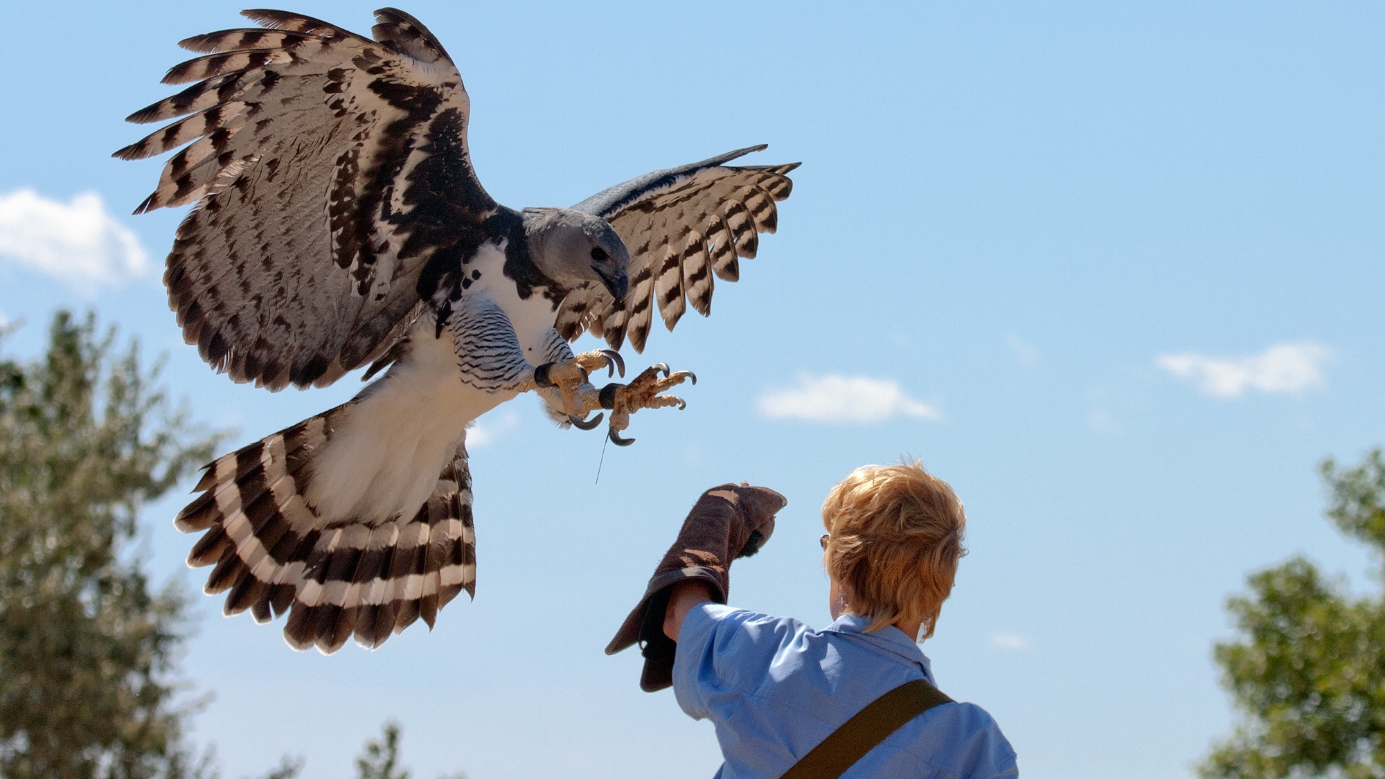 Harpy Eagle Wallpapers