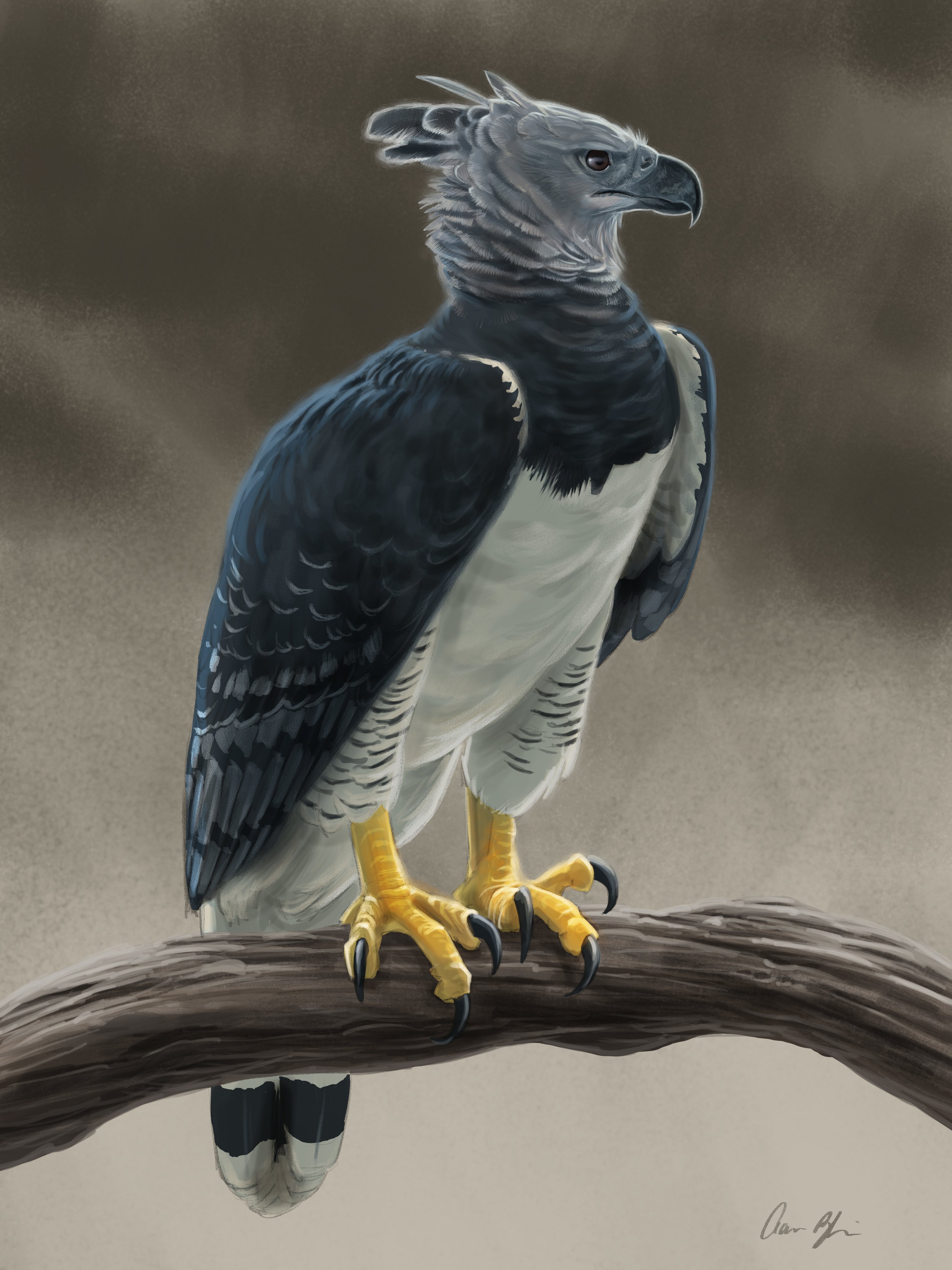 Harpy Eagle Wallpapers