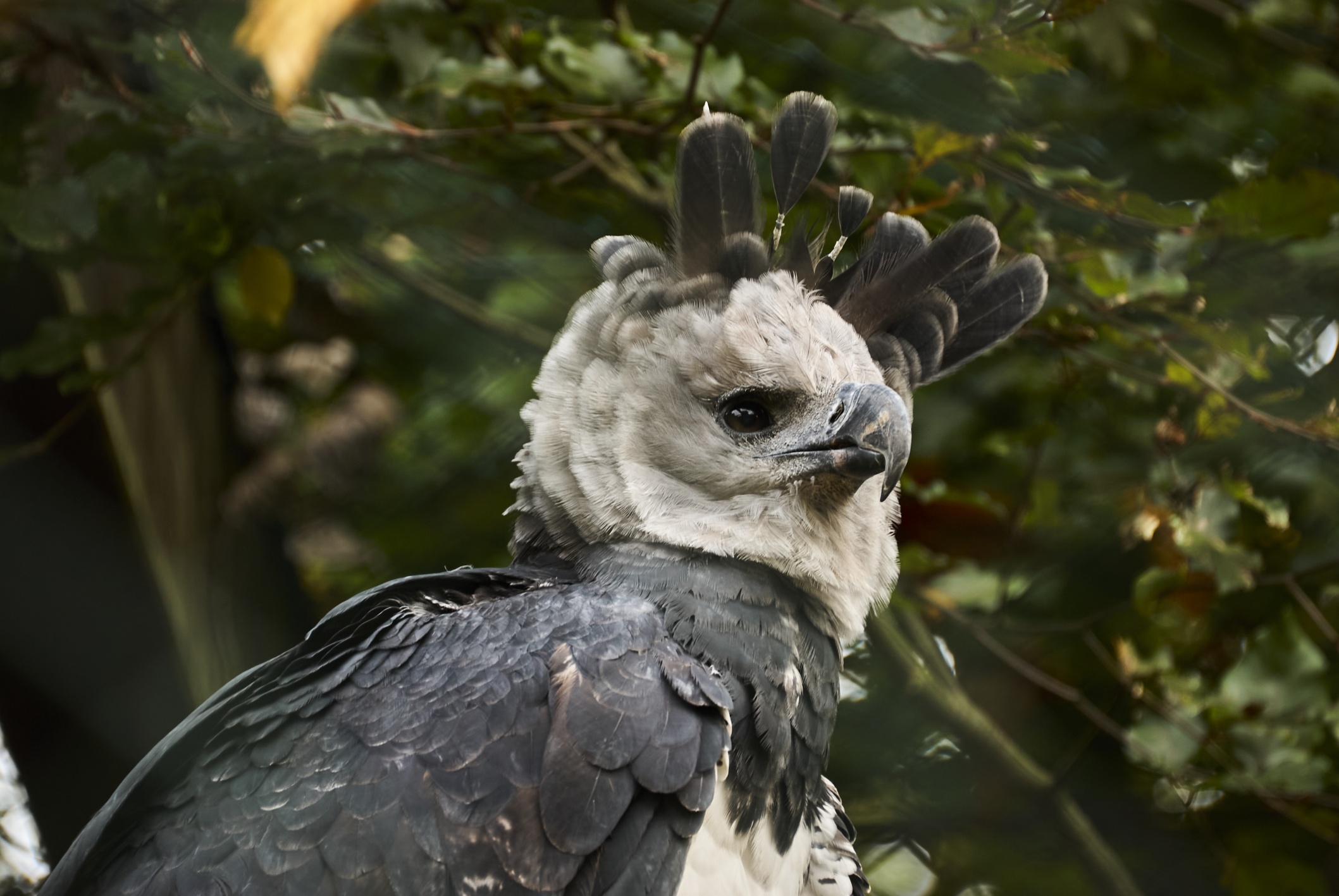 Harpy Eagle Wallpapers