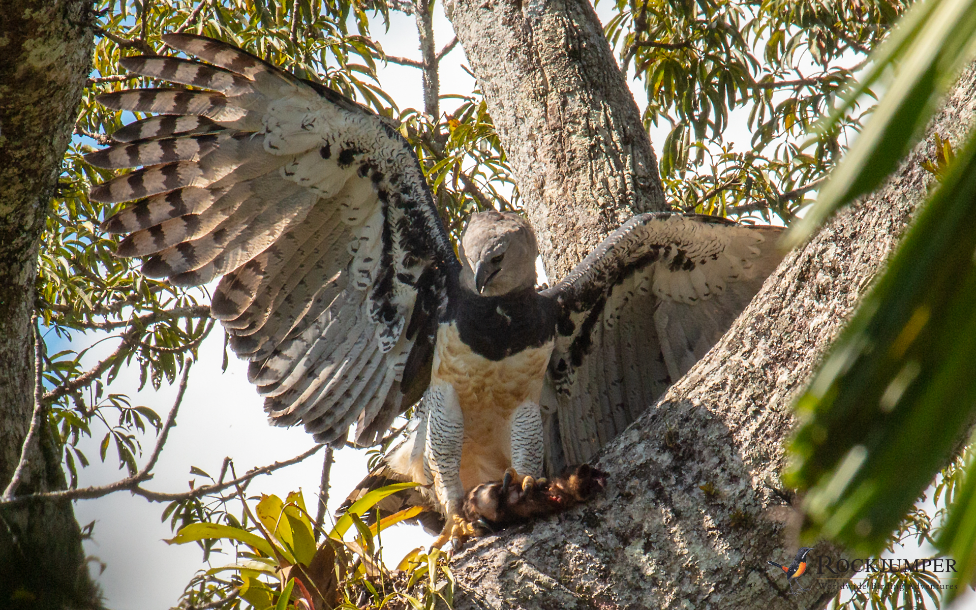 Harpy Eagle Wallpapers