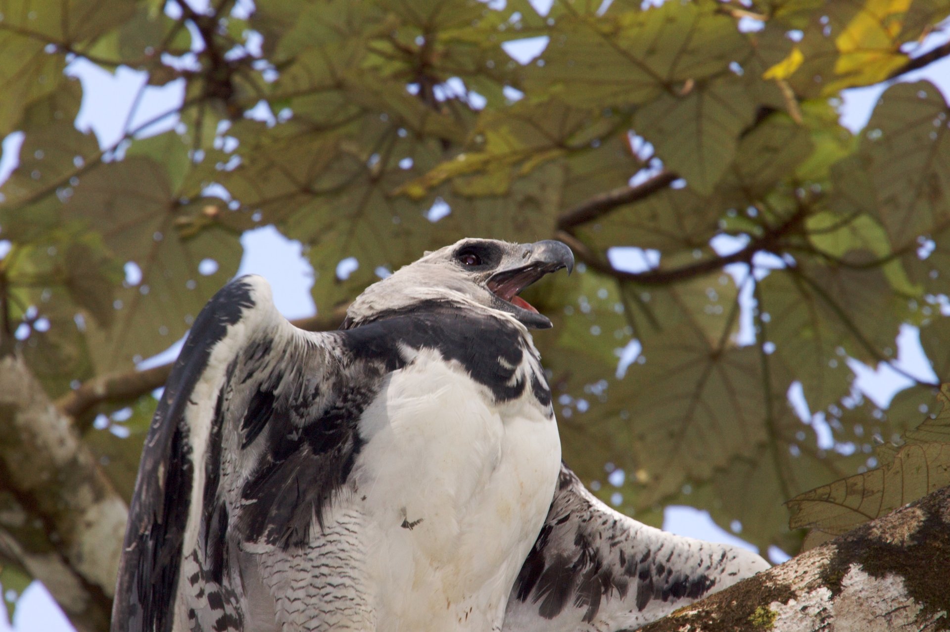 Harpy Eagle Wallpapers