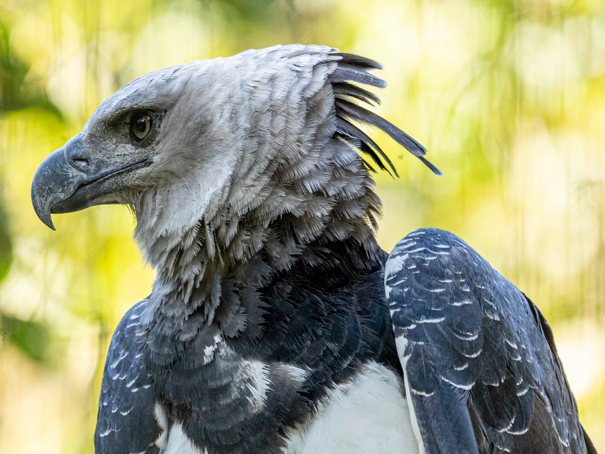 Harpy Eagle Wallpapers