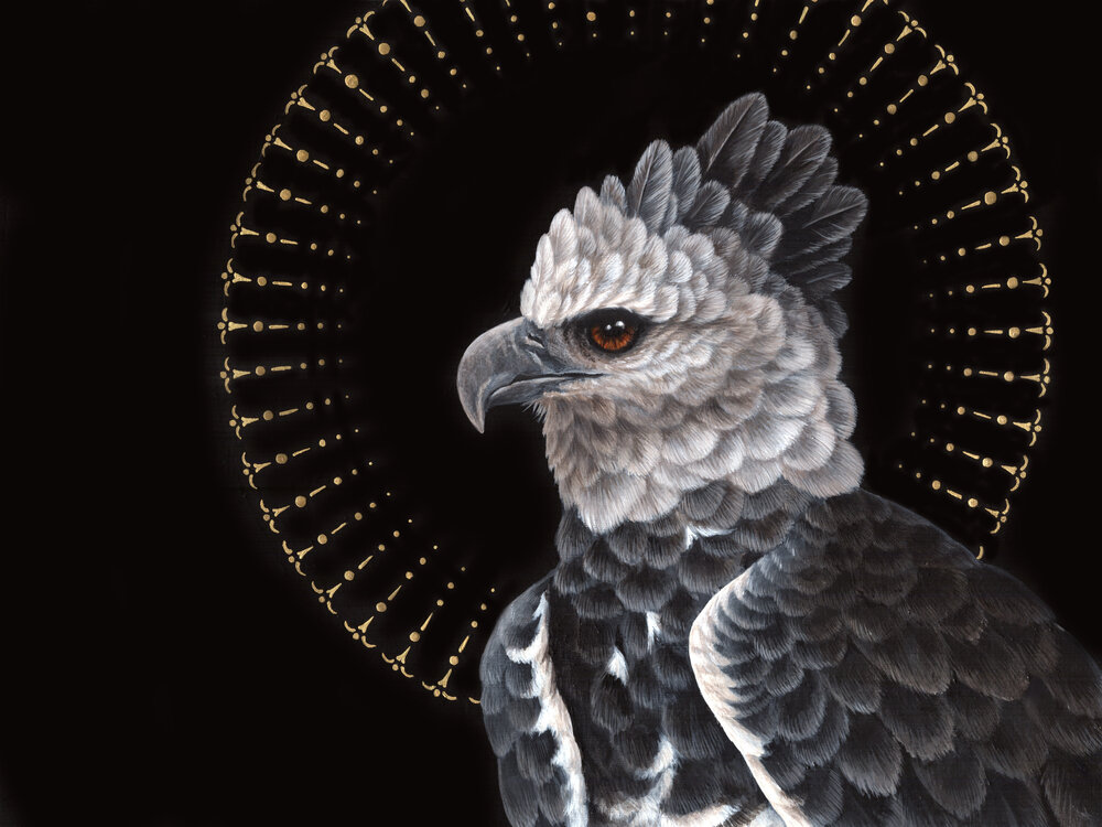 Harpy Eagle Wallpapers