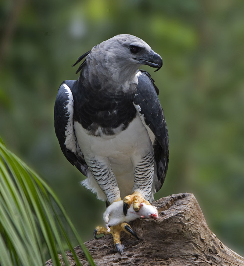 Harpy Eagle Wallpapers