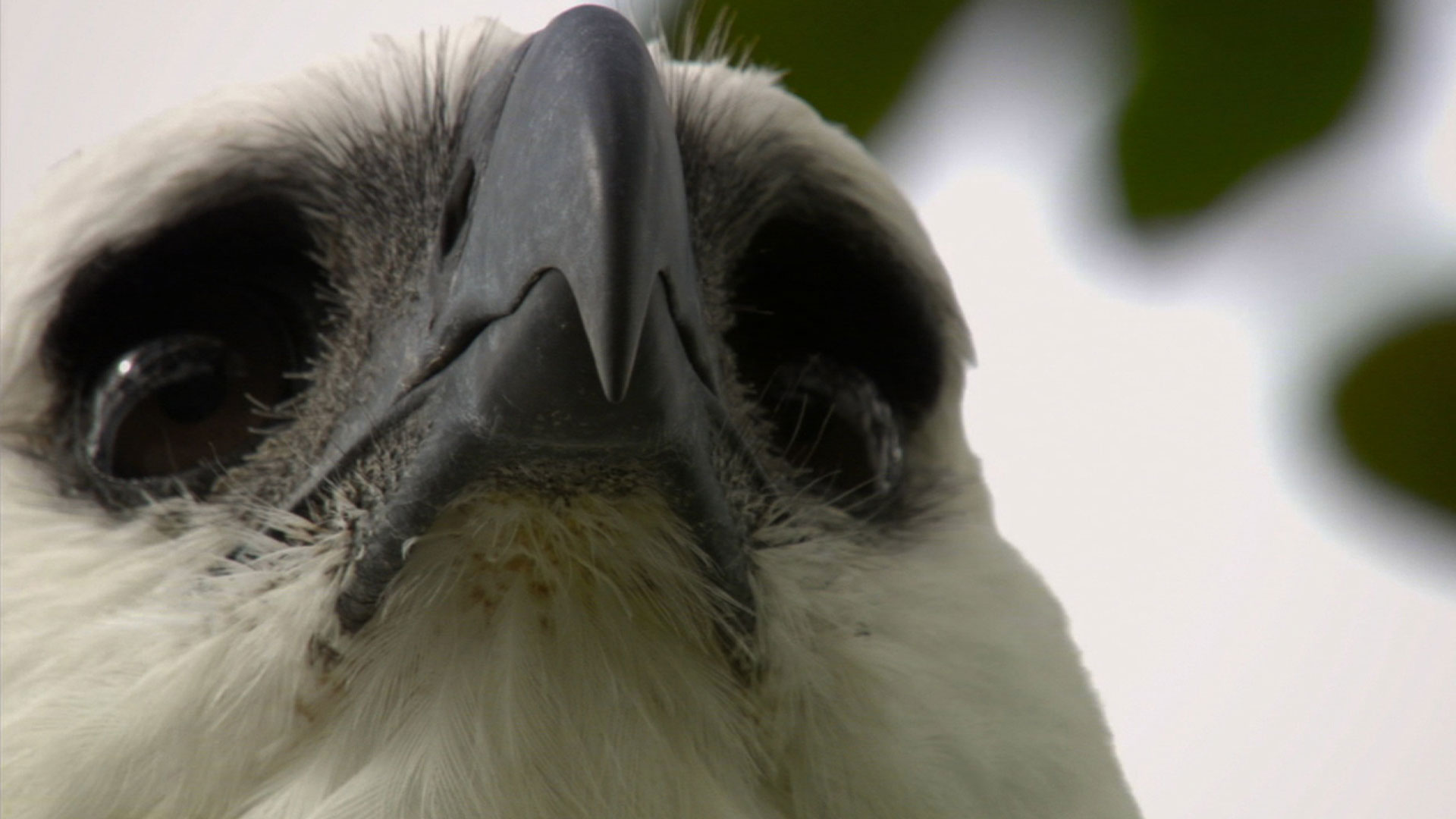 Harpy Eagle Wallpapers