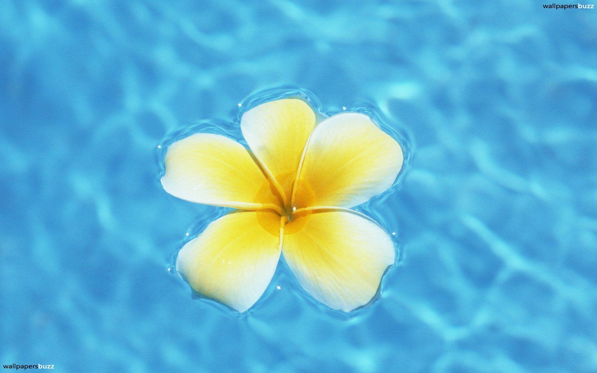 Hawaiian Flowers Wallpapers