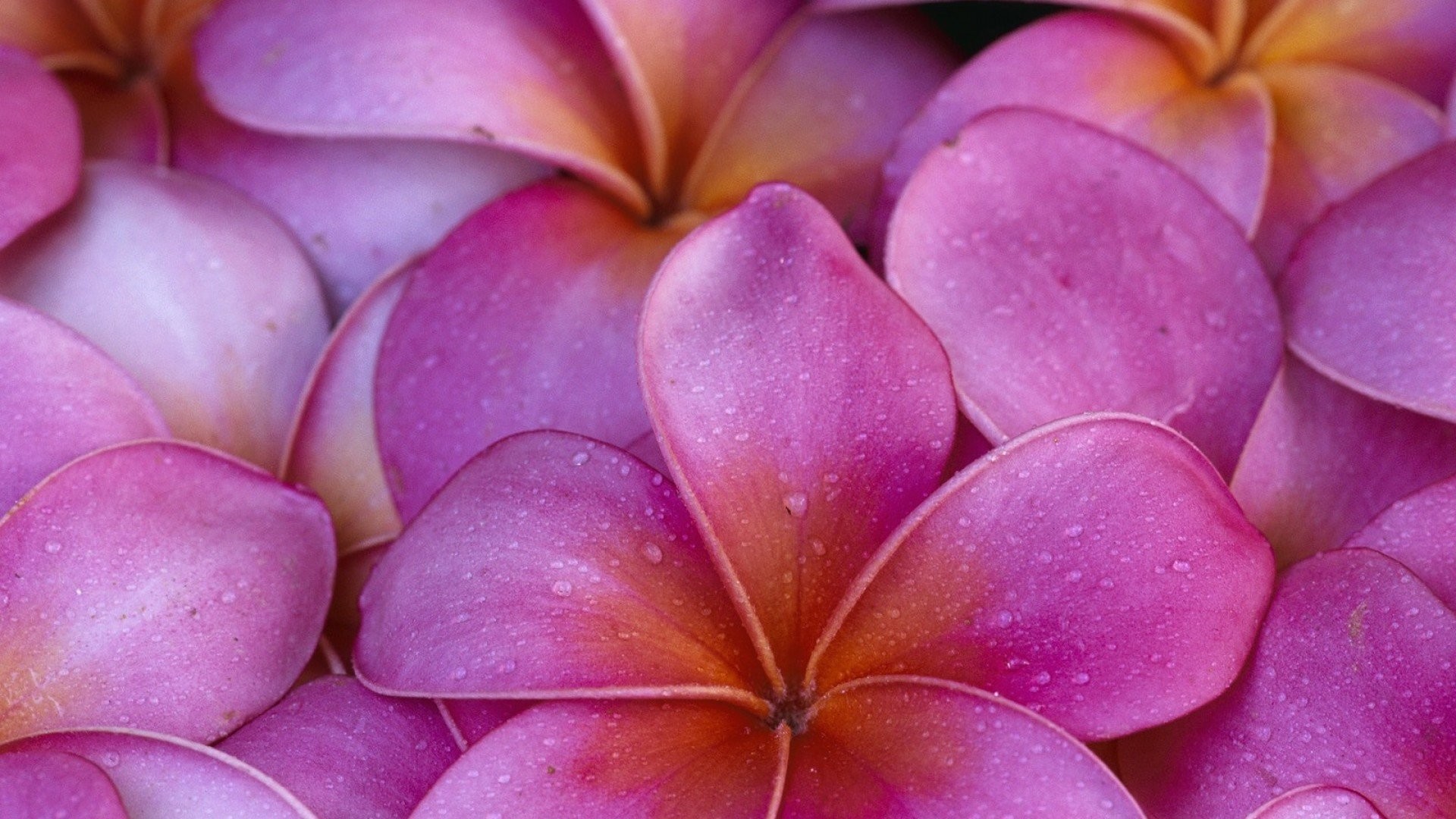 Hawaiian Flowers Wallpapers