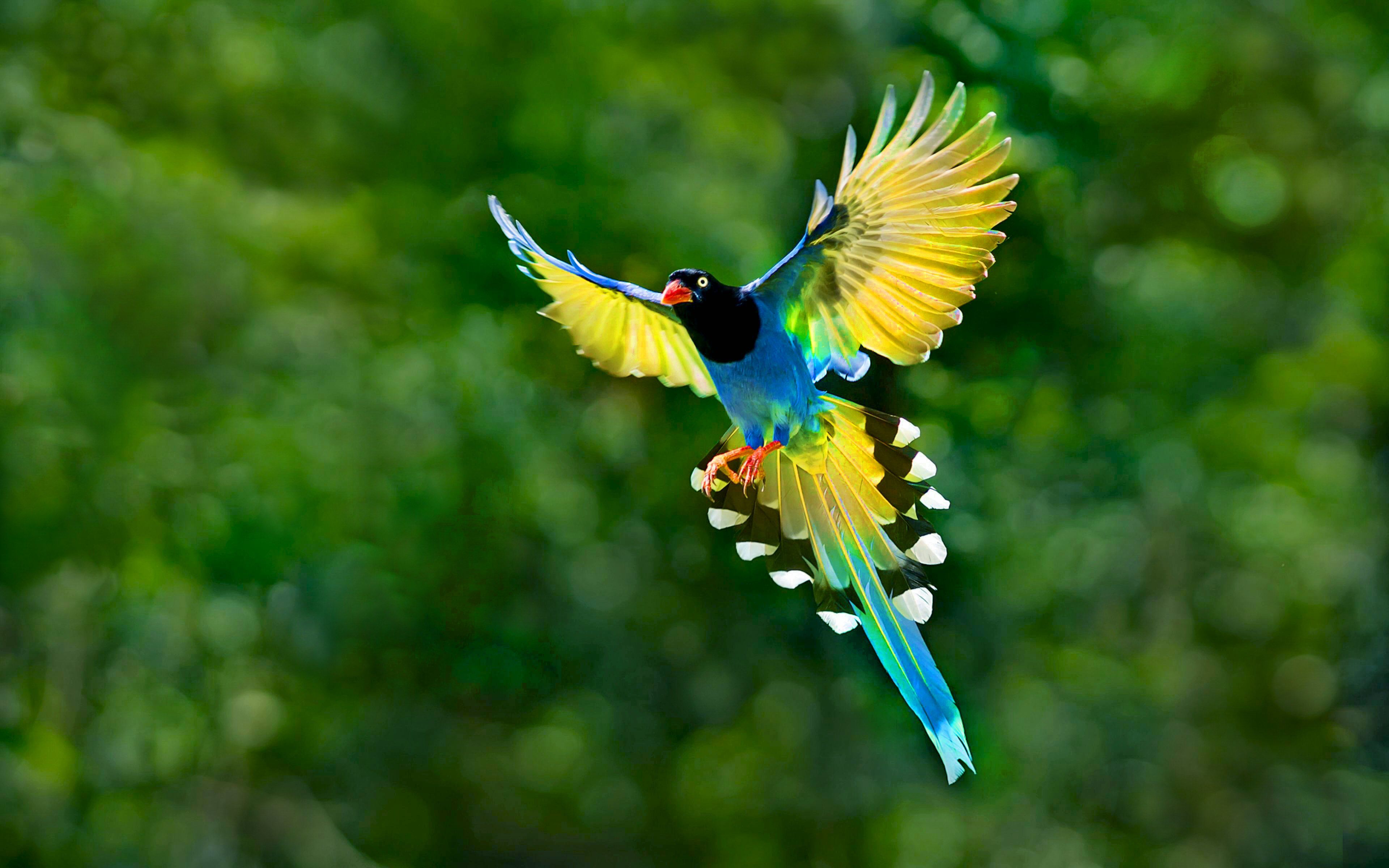 Hd Birds Wallpapers