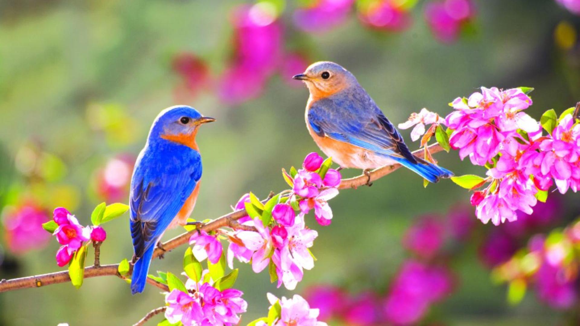 Hd Birds Wallpapers