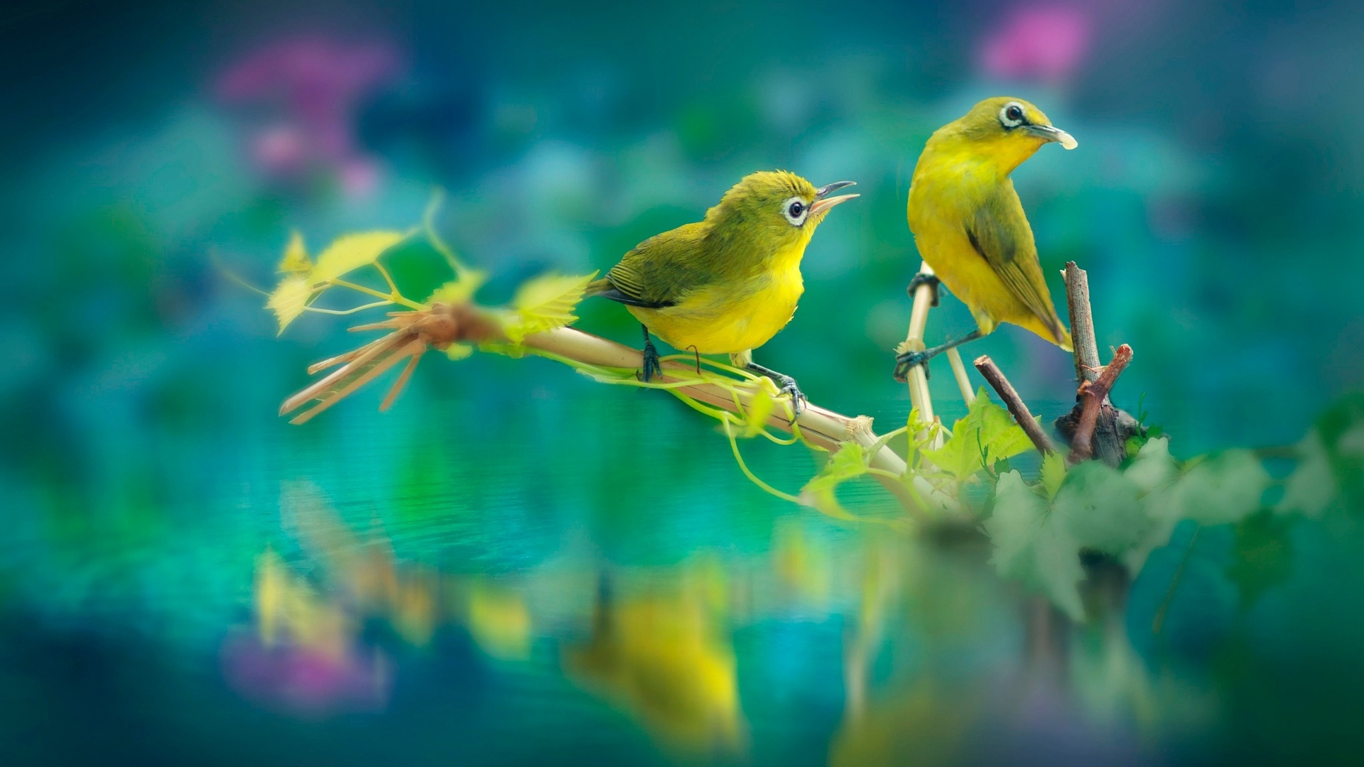 Hd Birds Wallpapers