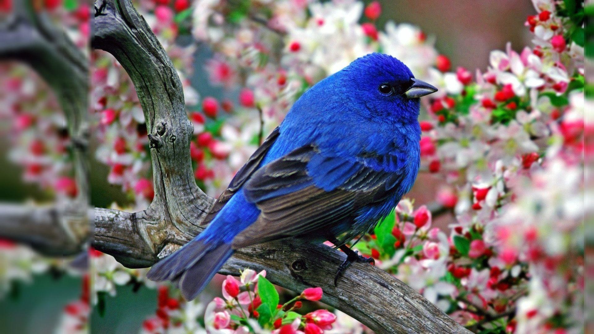 Hd Birds Wallpapers