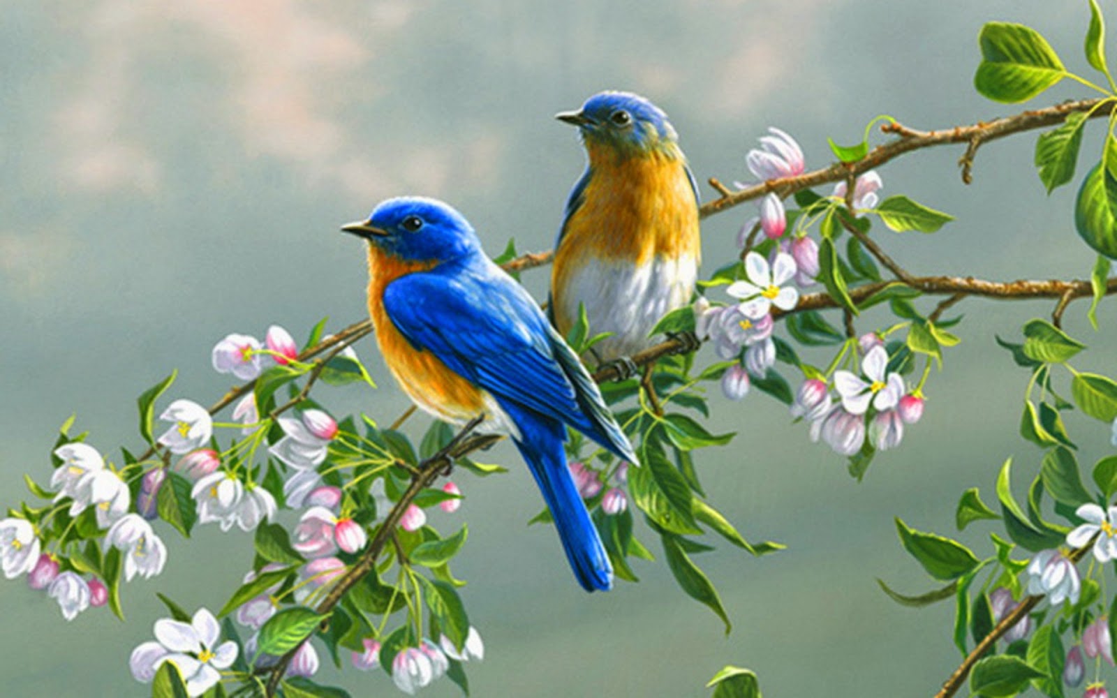 Hd Birds Wallpapers