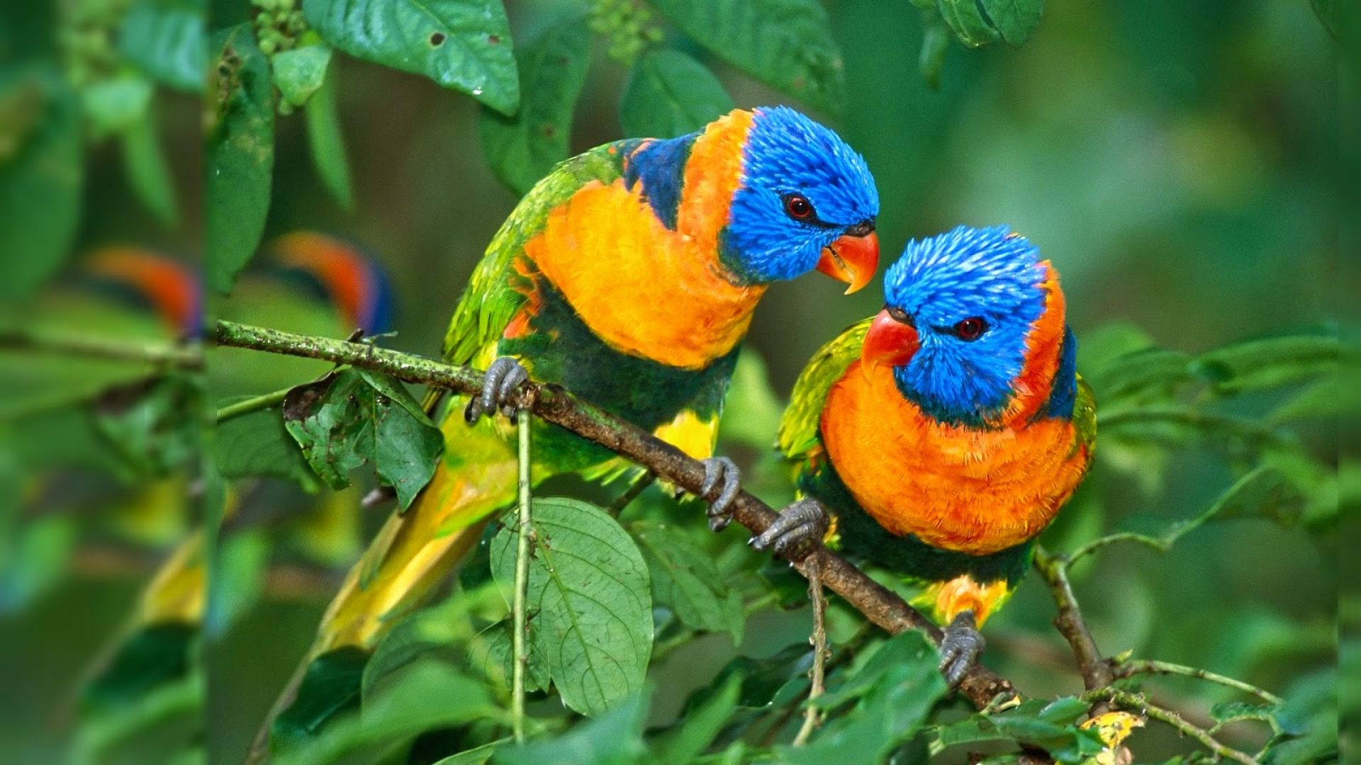 Hd Birds Wallpapers