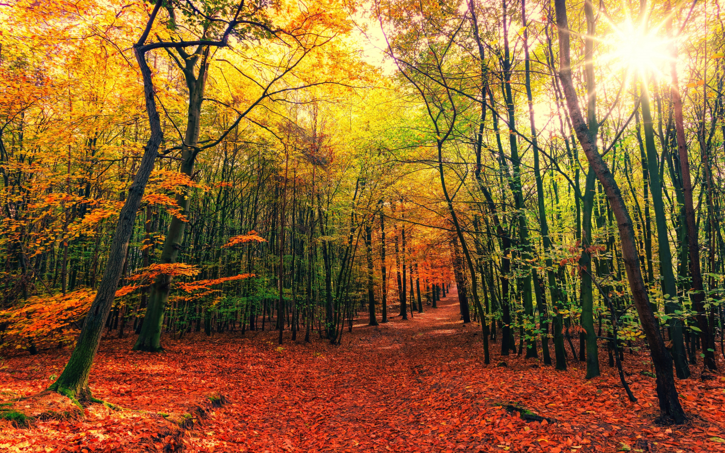 Hd Fall Forest 1440X900 Wallpapers