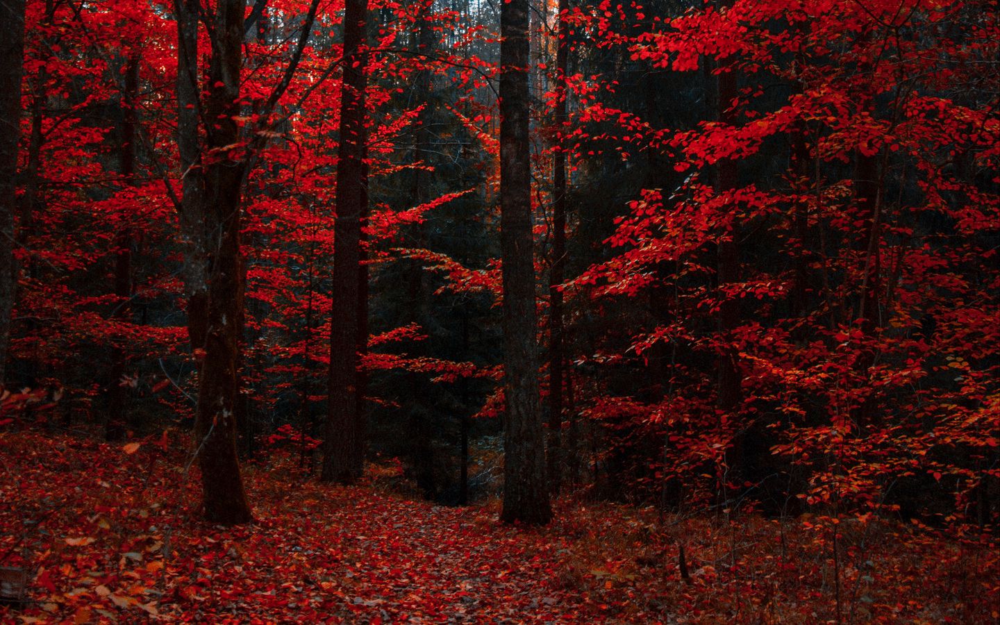 Hd Fall Forest 1440X900 Wallpapers