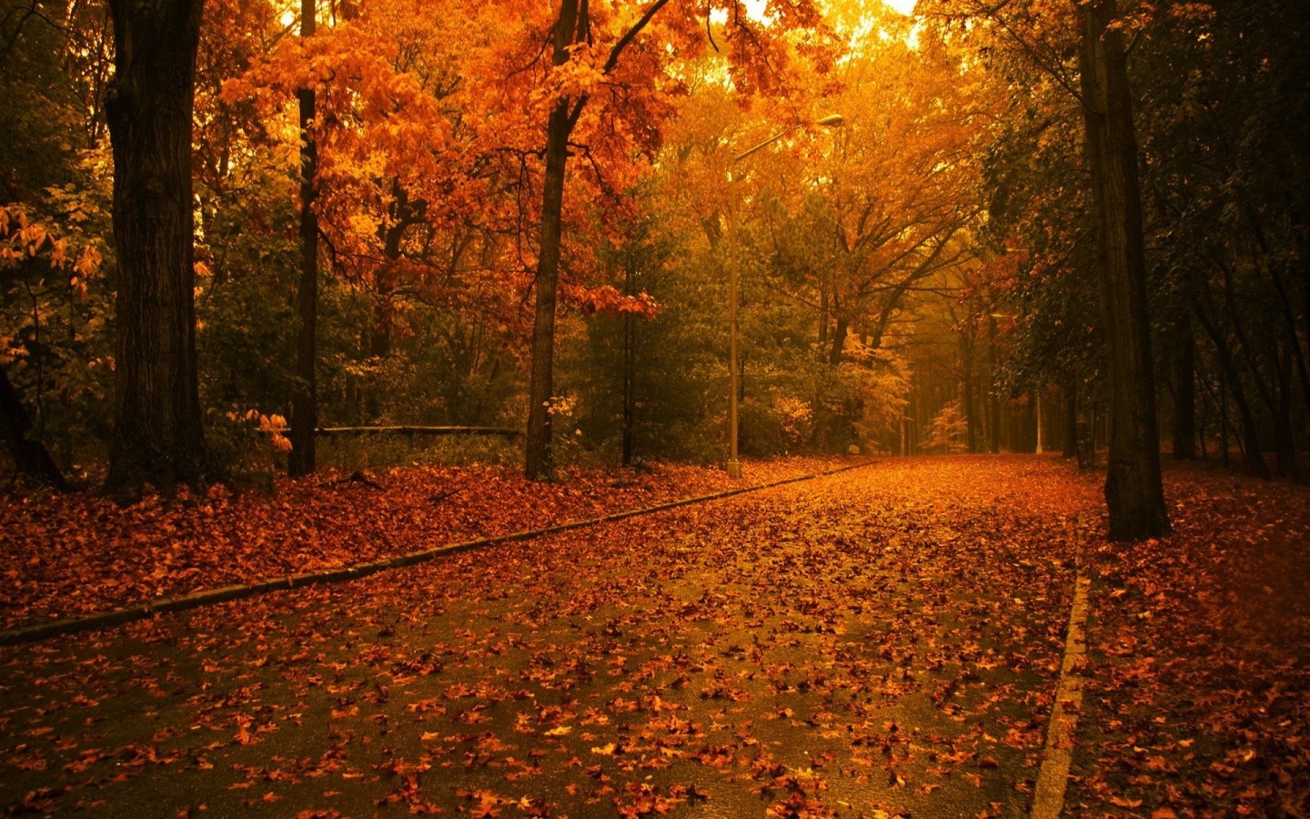 Hd Fall Forest 1440X900 Wallpapers