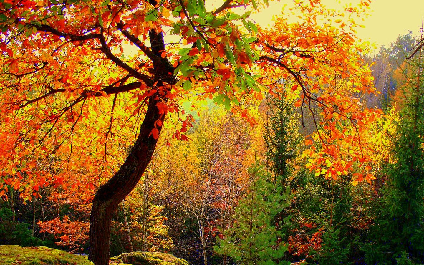 Hd Fall Forest 1440X900 Wallpapers