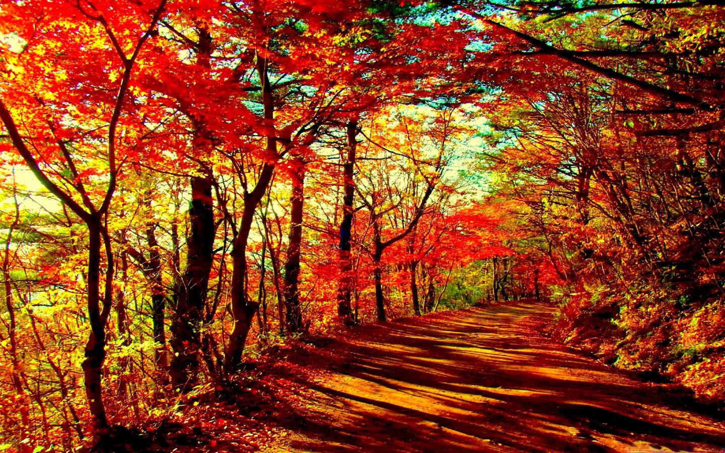 Hd Fall Forest 1440X900 Wallpapers