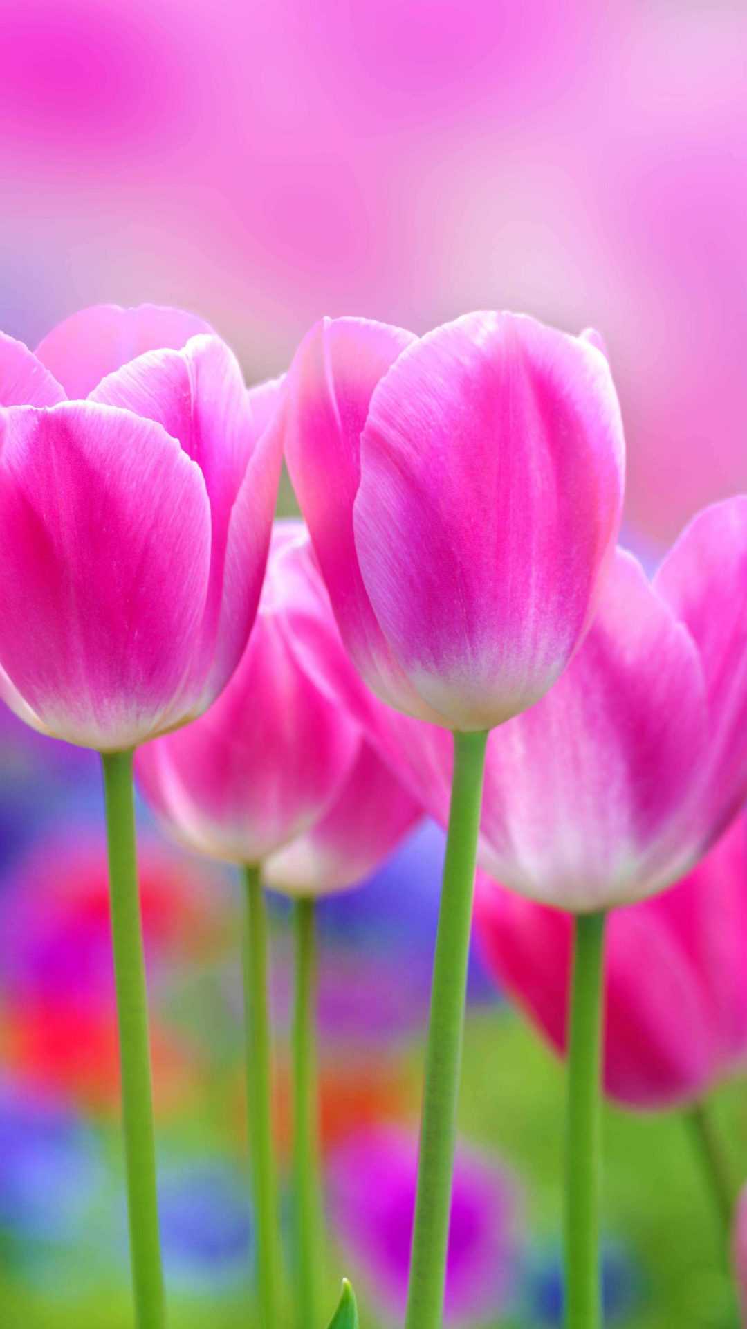 Hd Flowers Images Wallpapers