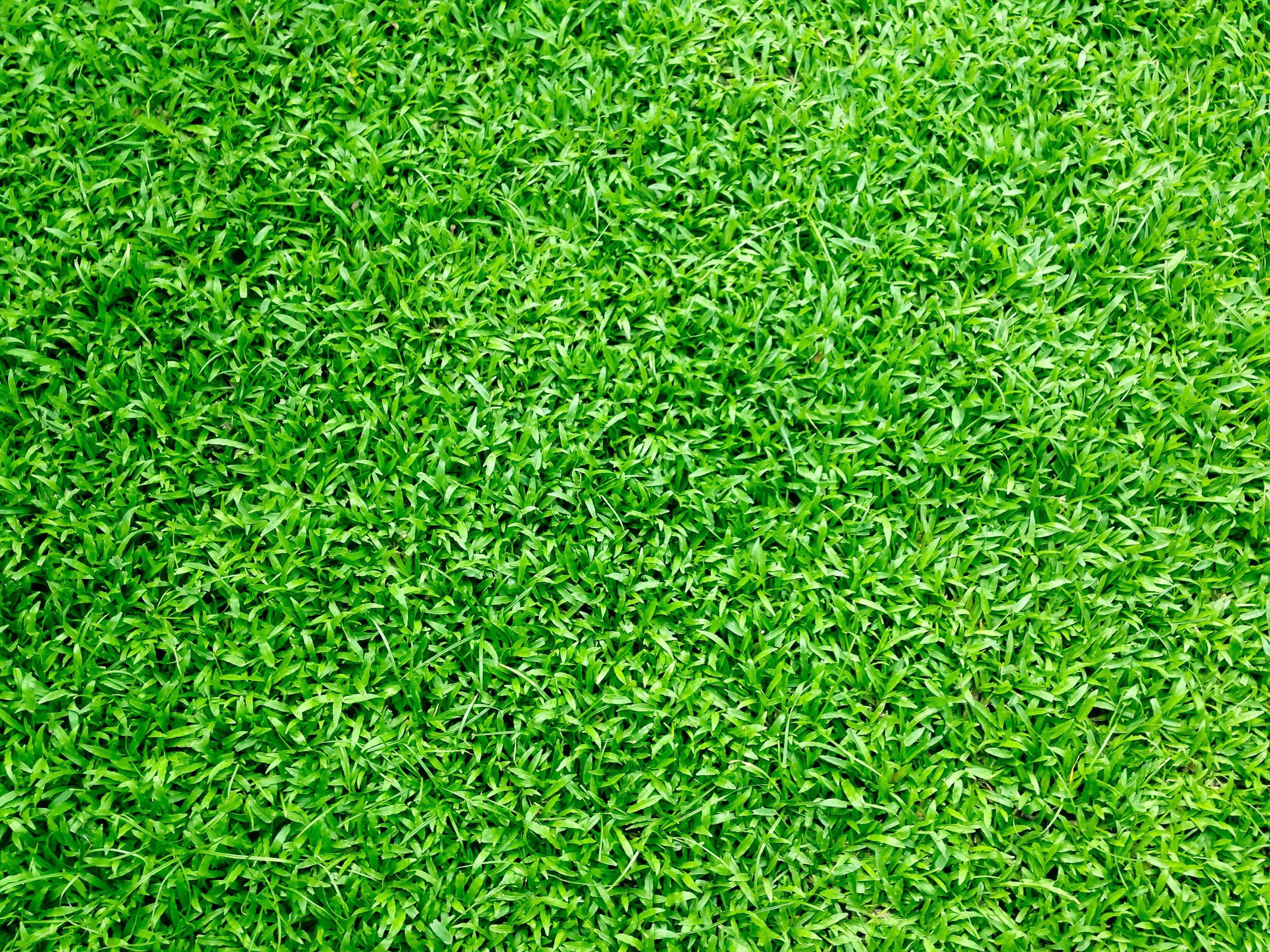 Hd Grass Wallpapers