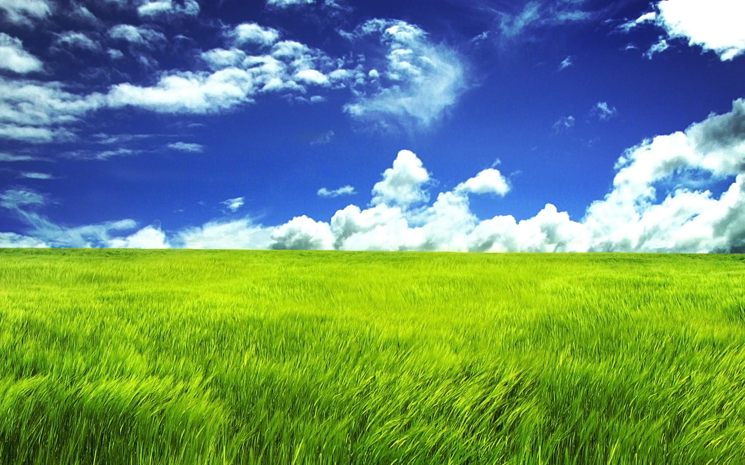 Hd Grass Wallpapers