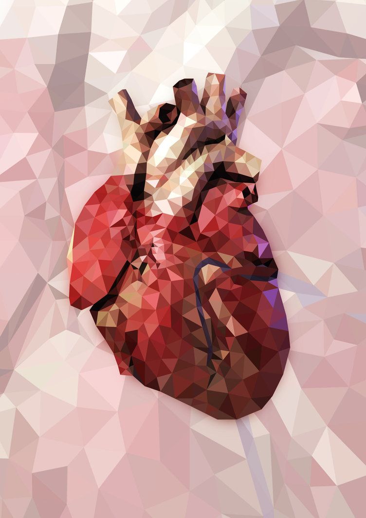 Heart Anatomy Wallpapers