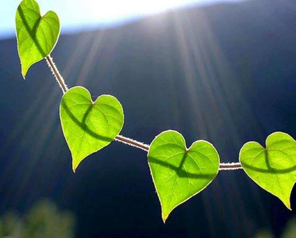 Hearts In Nature Images Wallpapers
