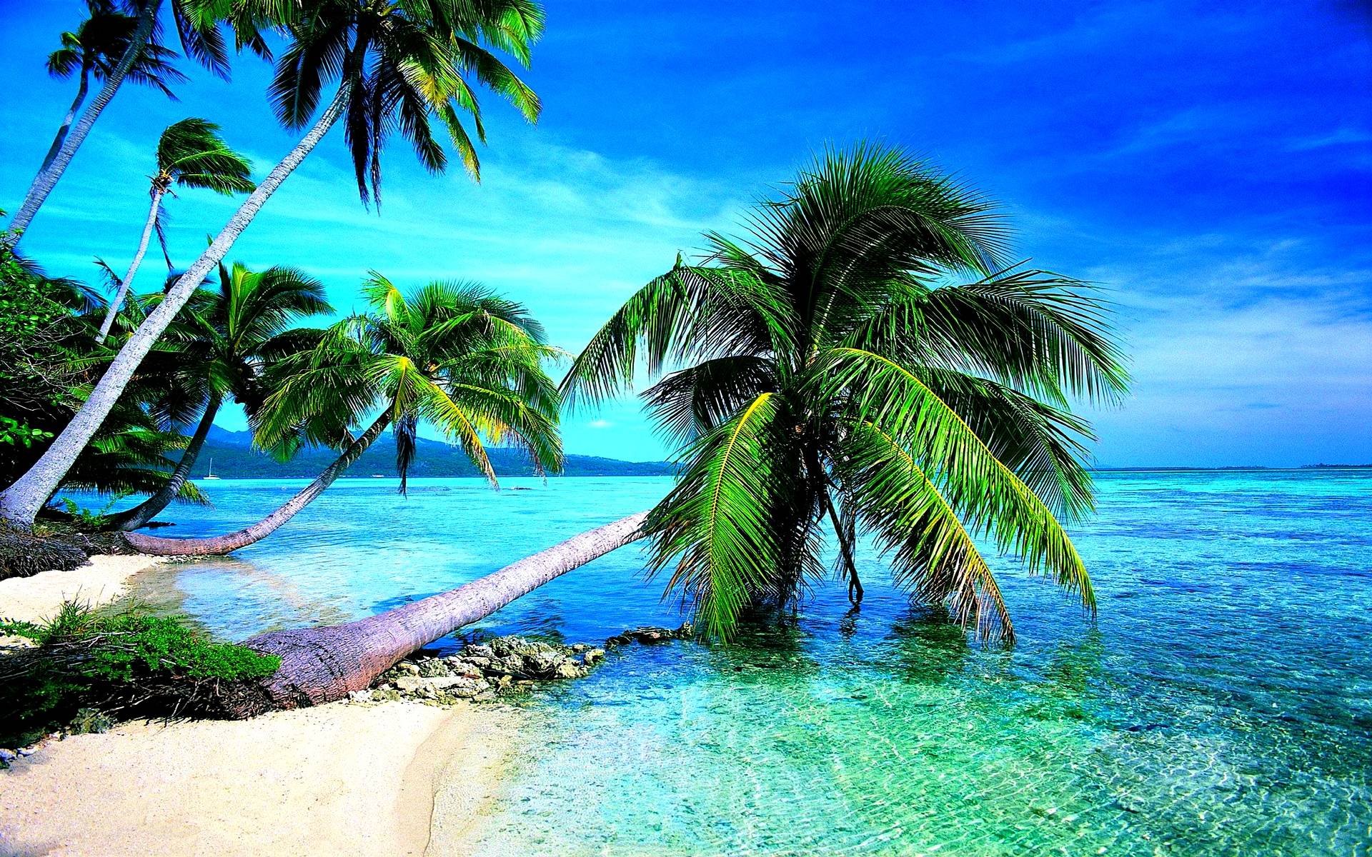 High Definition Tropical Wallpapers