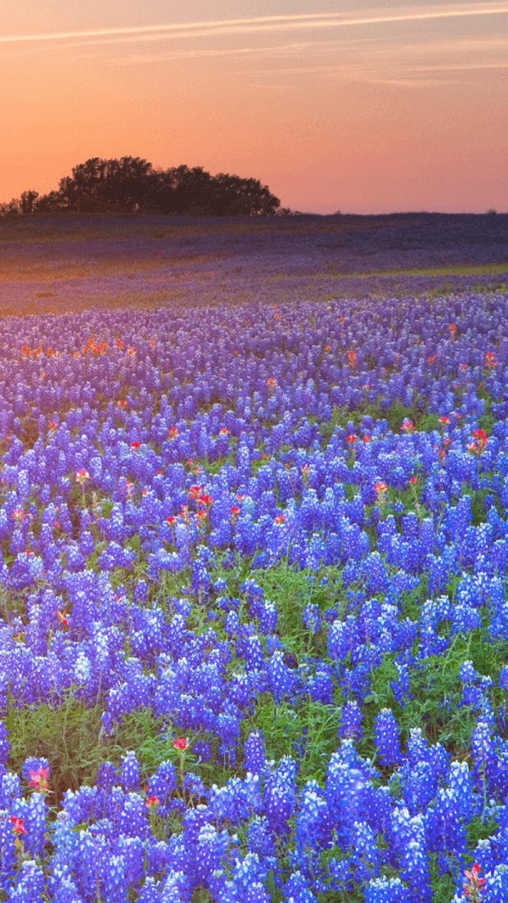 High Resolution Texas Bluebonnets Wallpapers