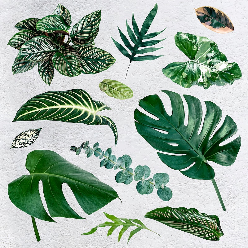 High Resolution Tropical Leaves Hd Wallpapers