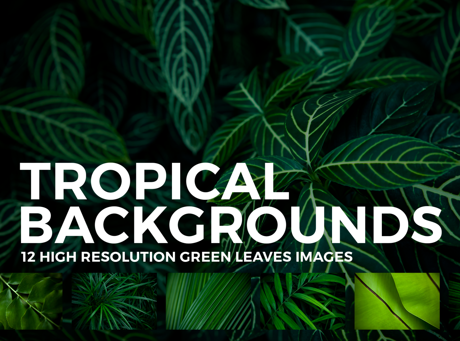 High Resolution Tropical Leaves Hd Wallpapers