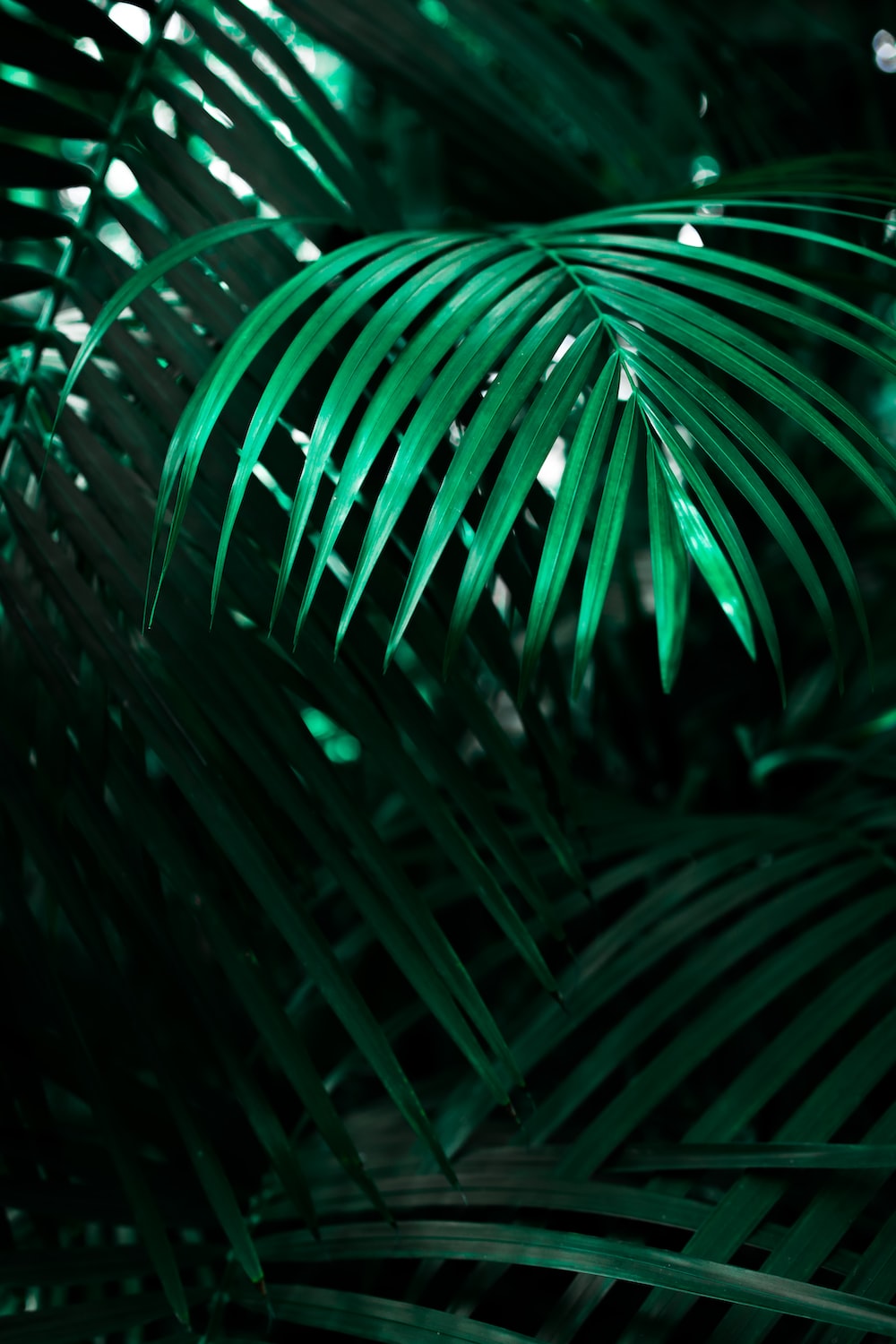 High Resolution Tropical Leaves Hd Wallpapers