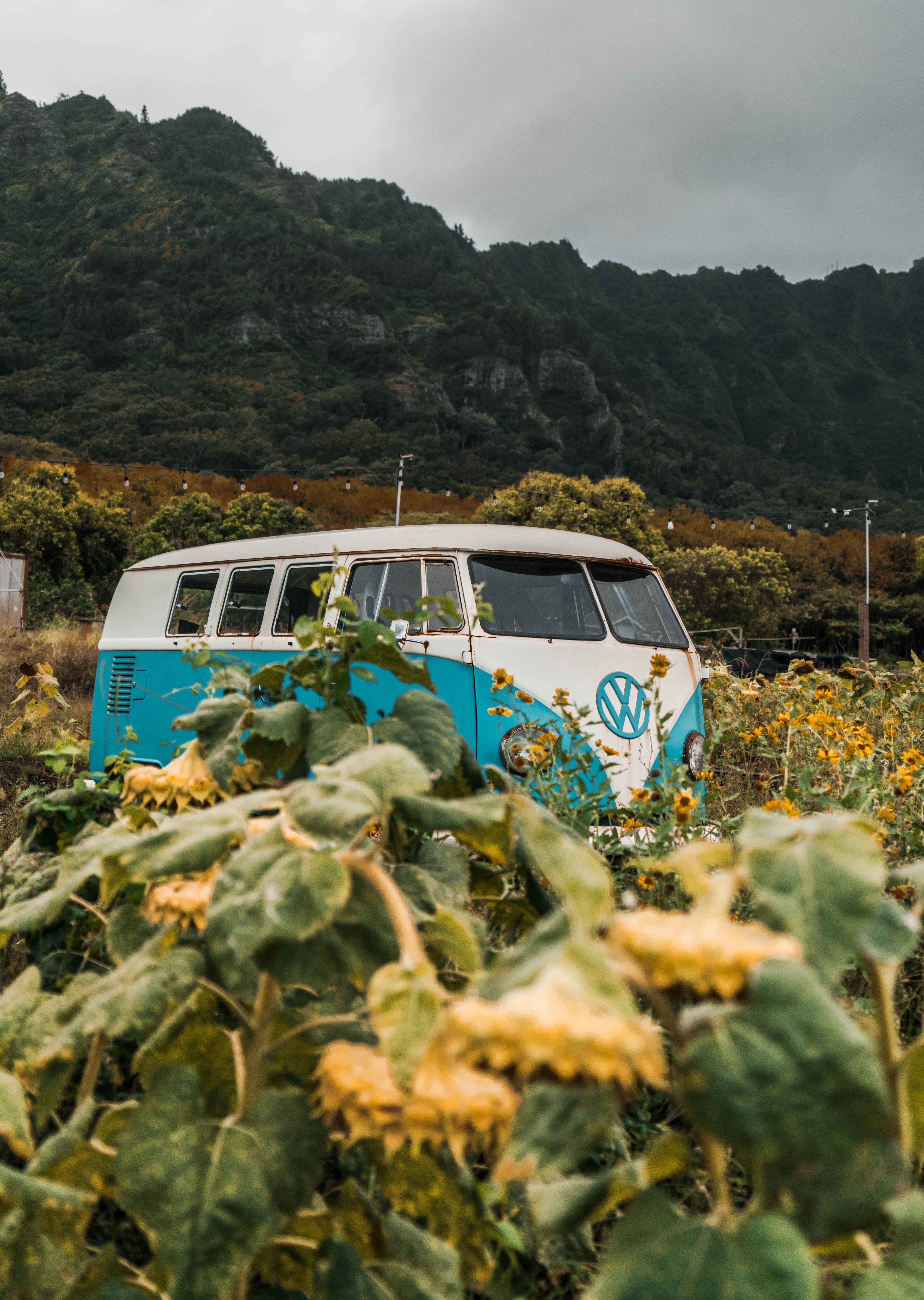 Hippie Van Wallpapers