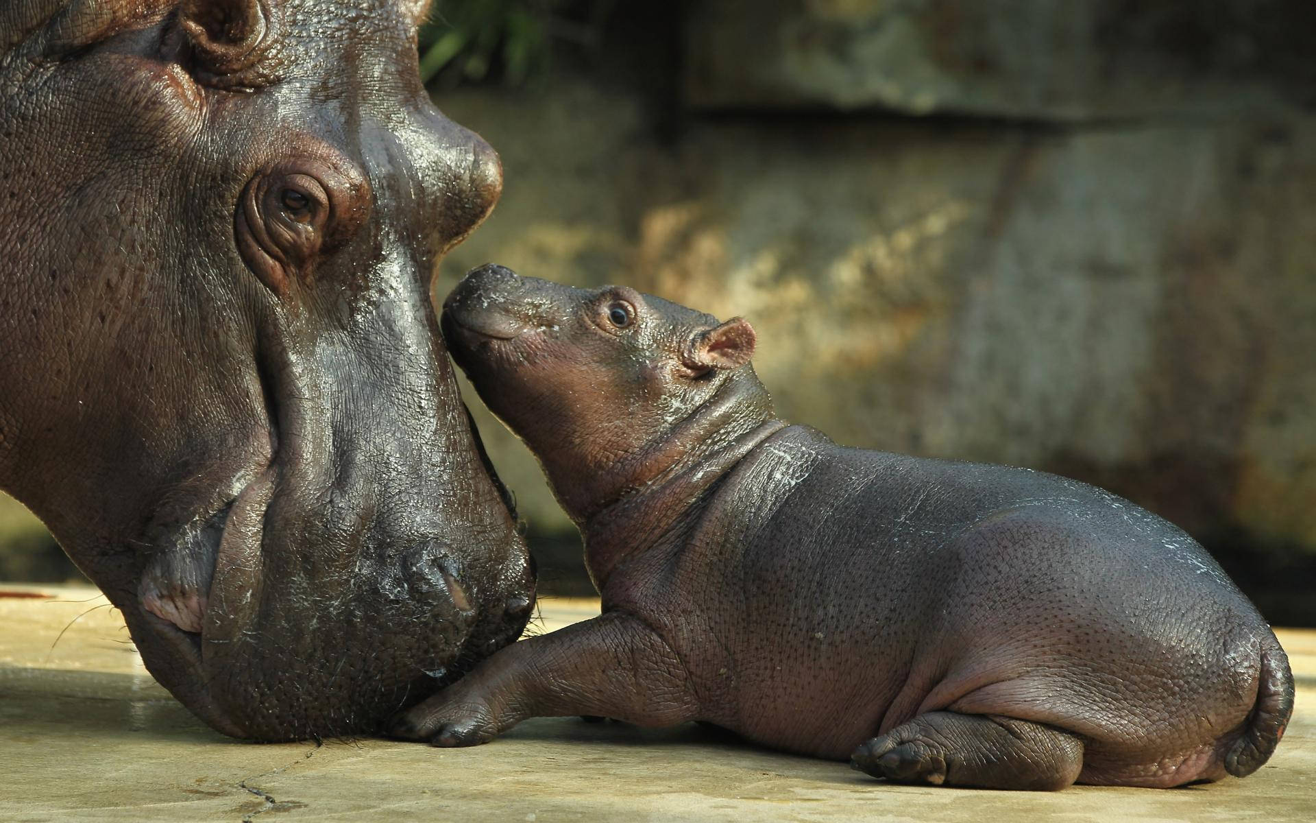 Hippos Wallpapers