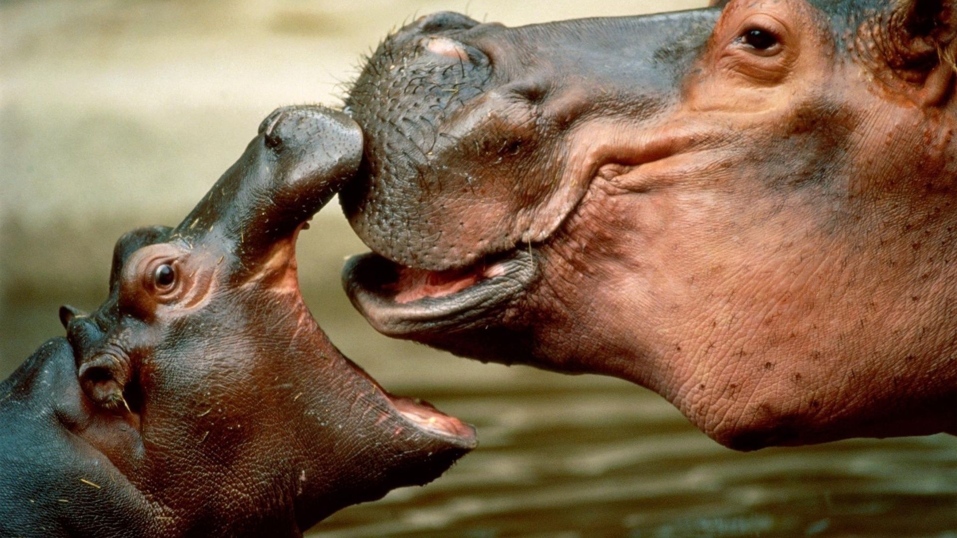 Hippos Wallpapers