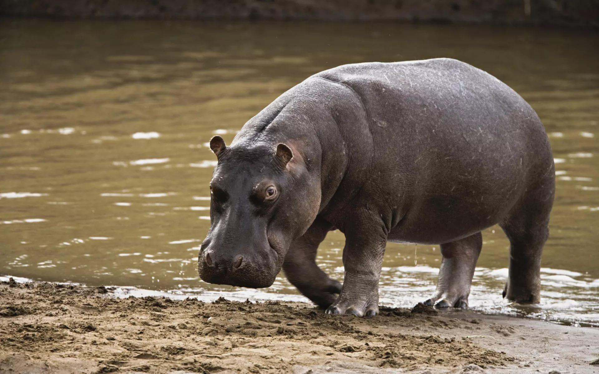 Hippos Wallpapers