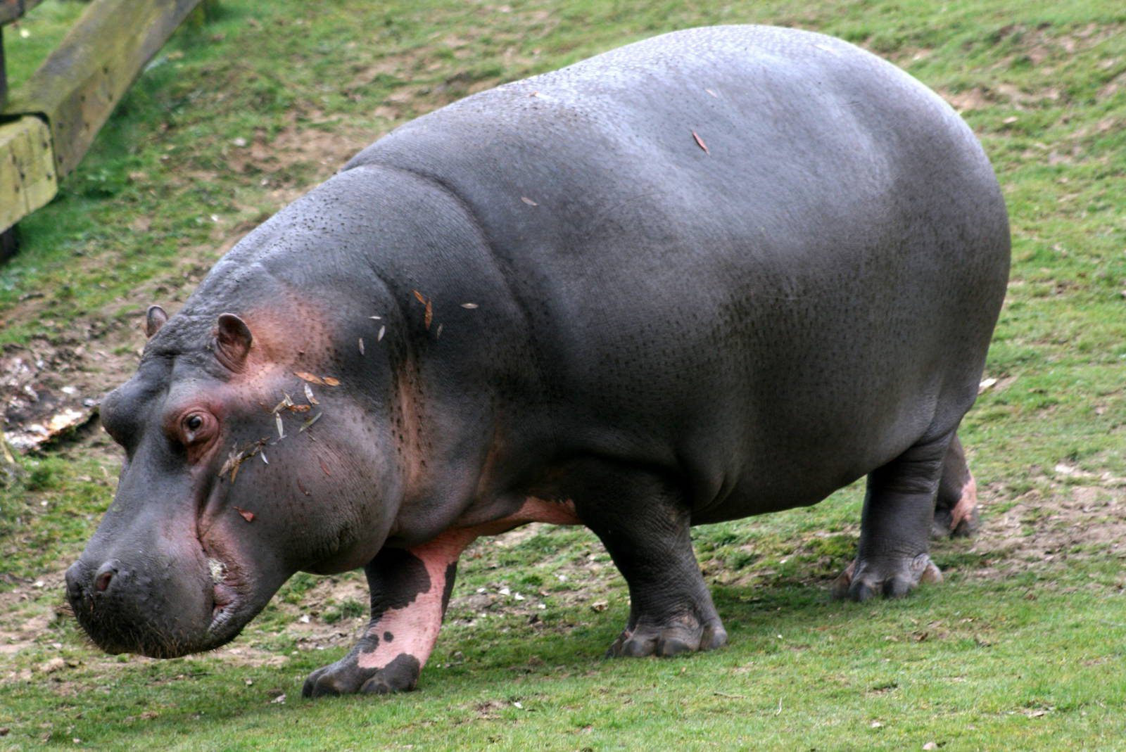 Hippos Wallpapers