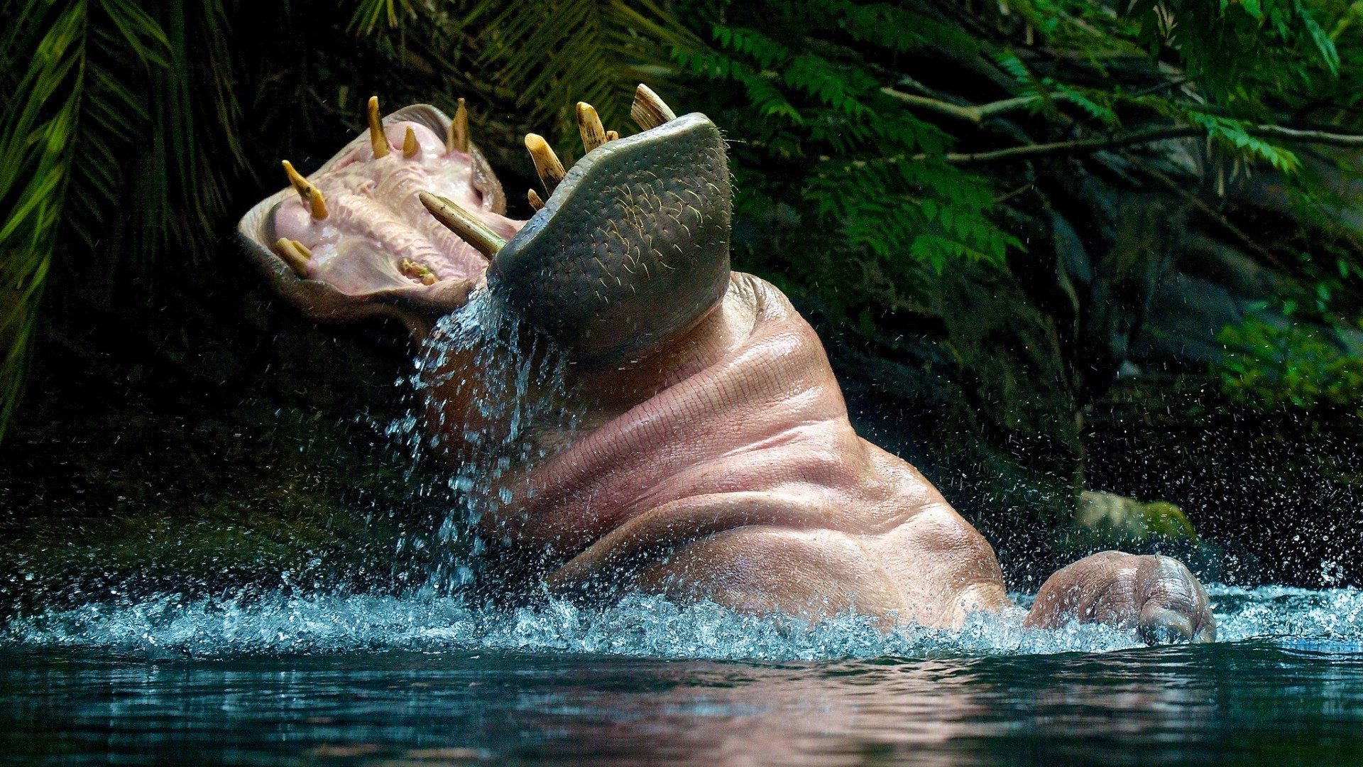 Hippos Wallpapers