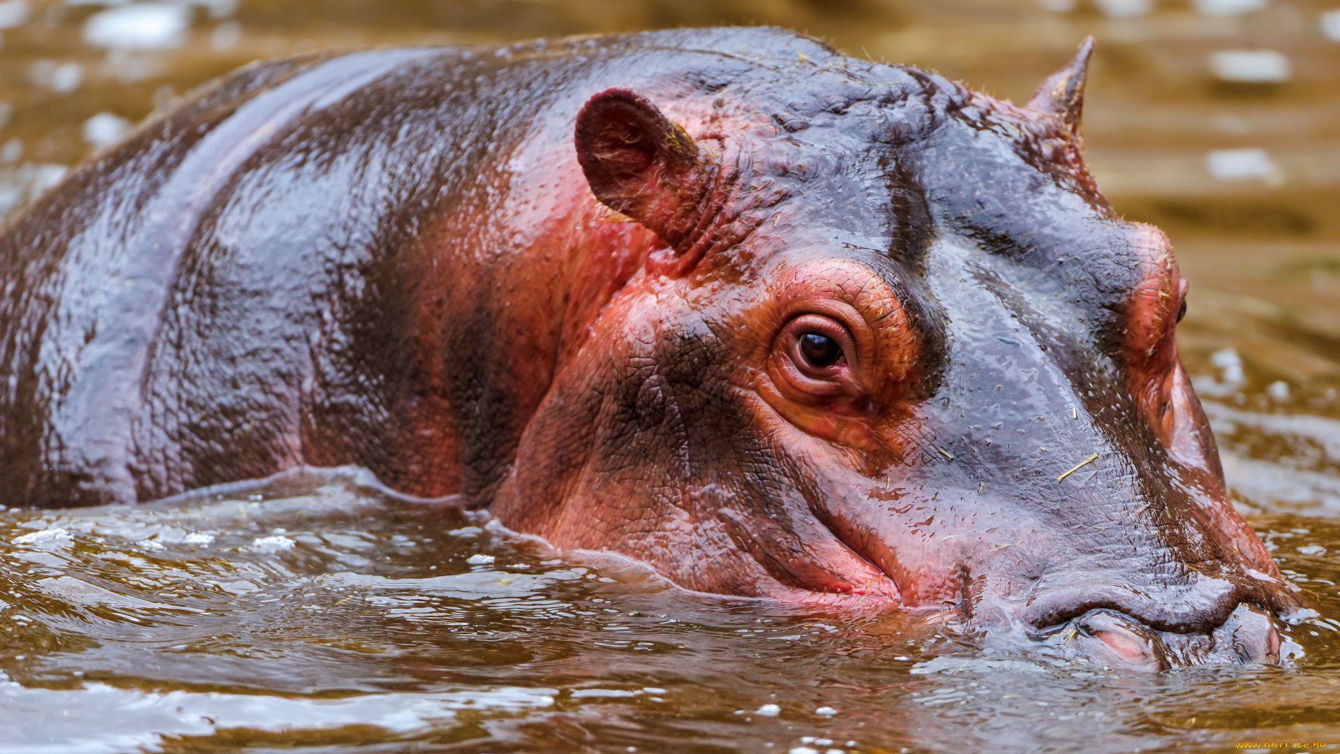 Hippos Wallpapers