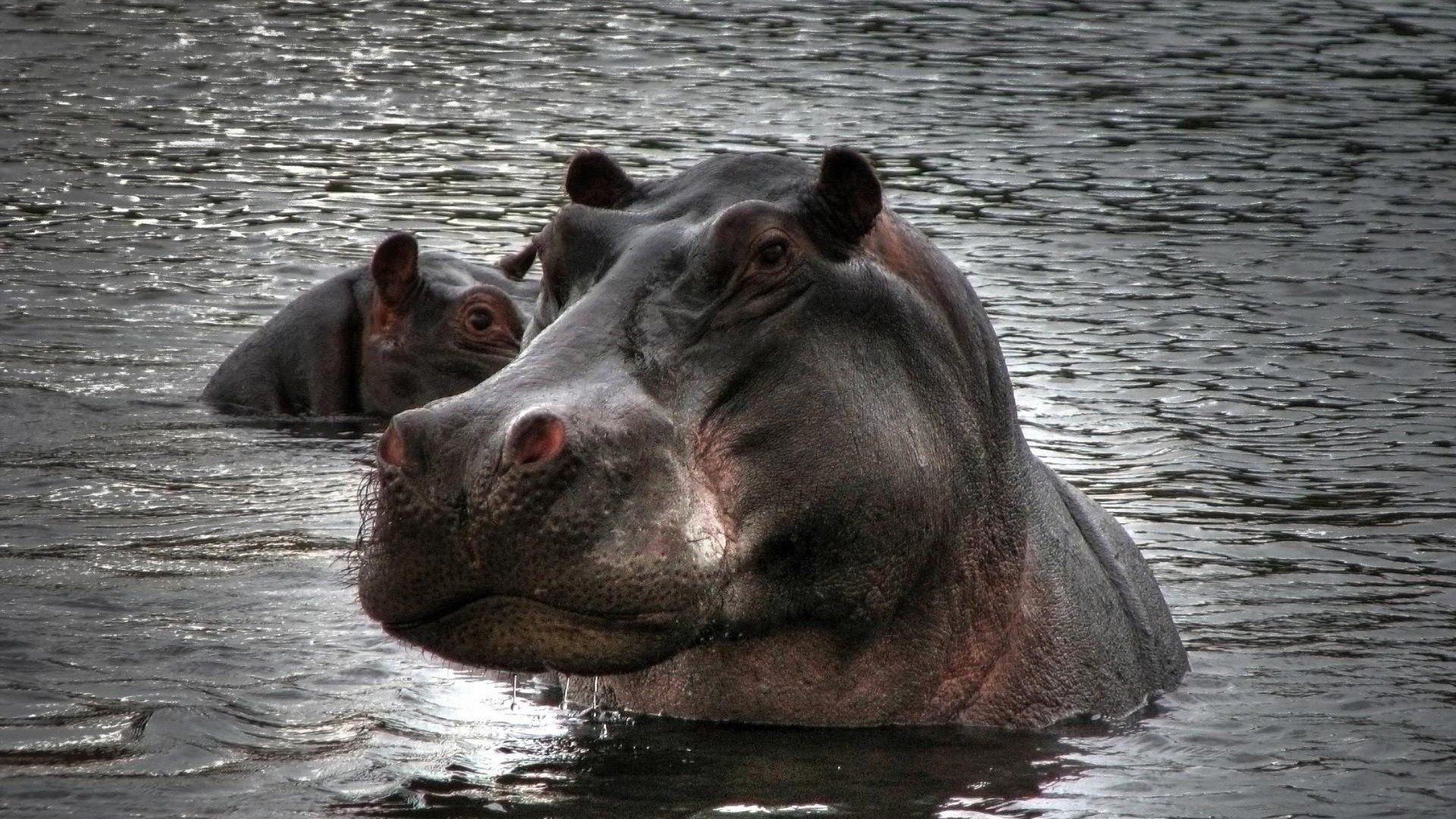 Hippos Wallpapers