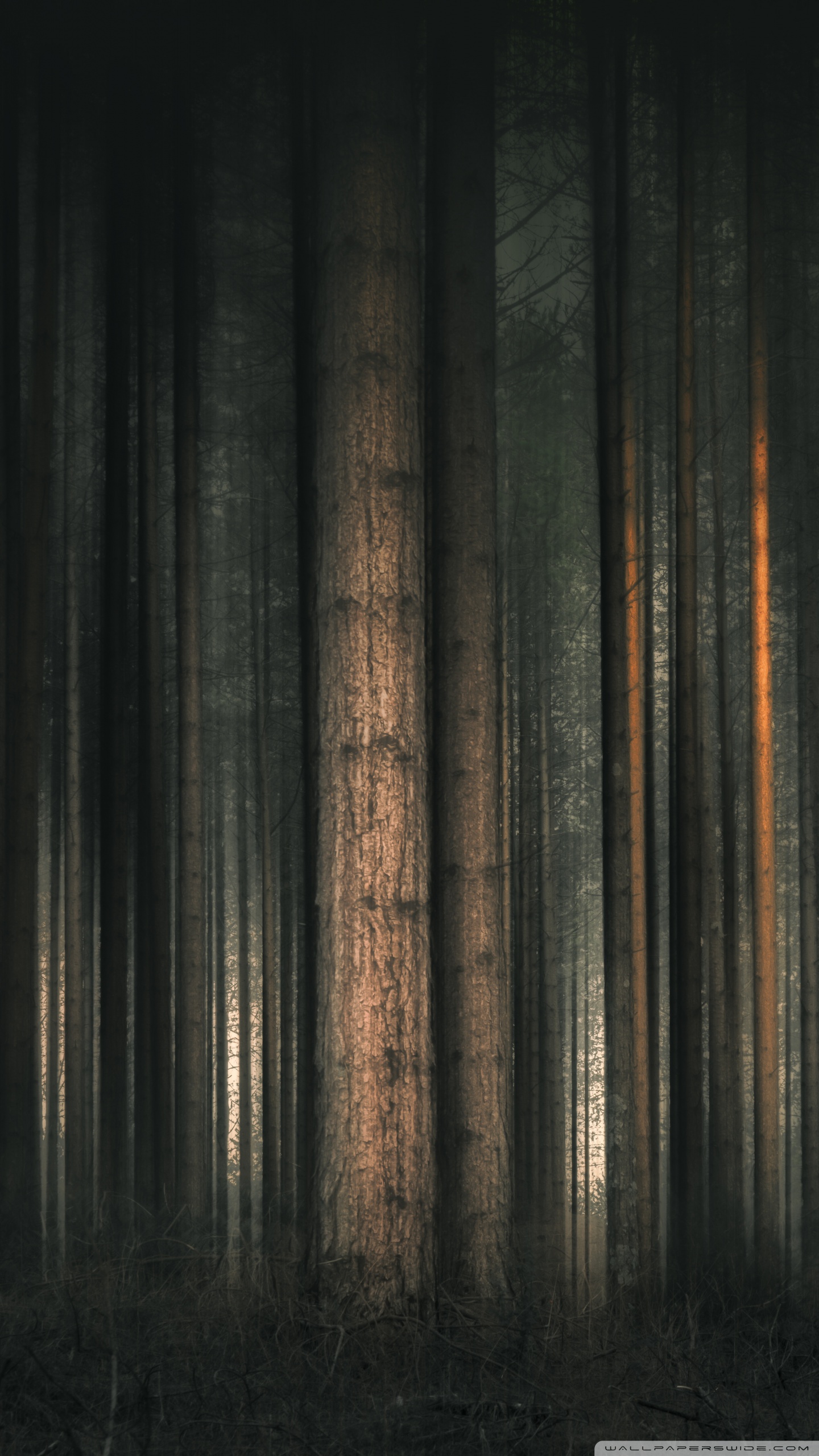 Hipster Forest Wallpapers