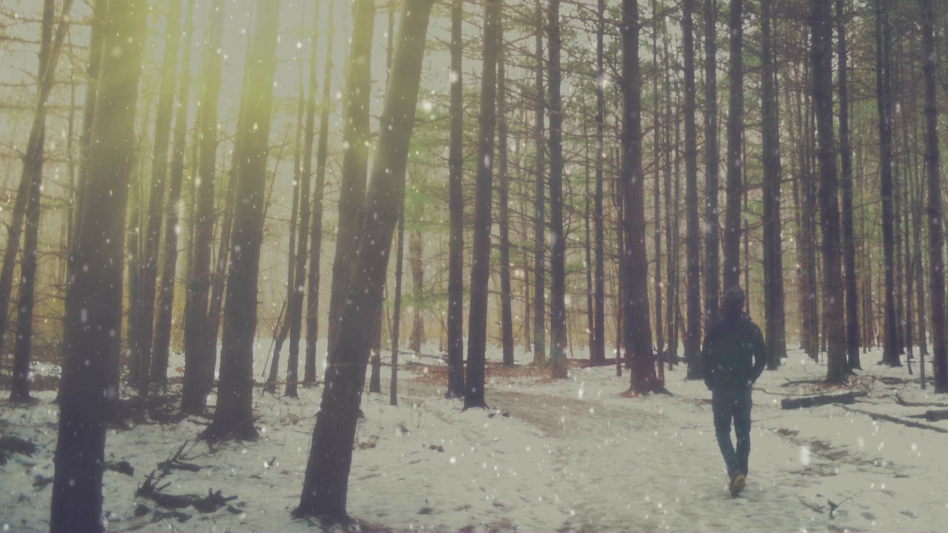 Hipster Forest Wallpapers