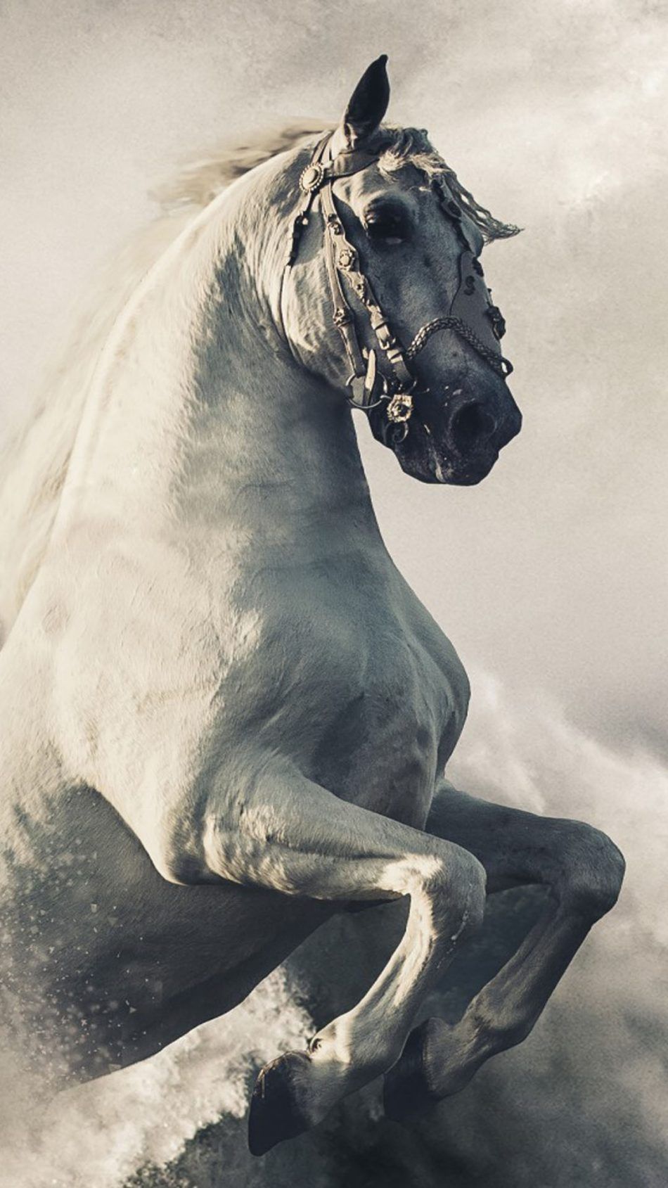 Horse For Phone Wallpapers