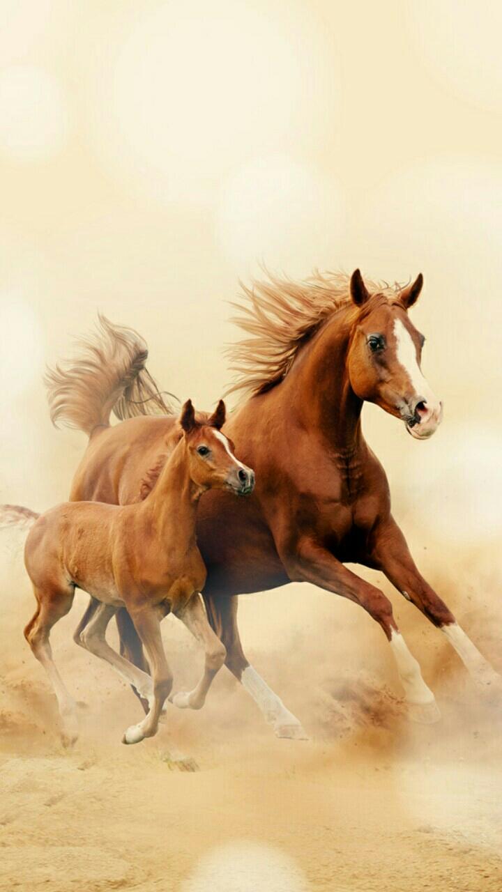 Horse For Phone Wallpapers