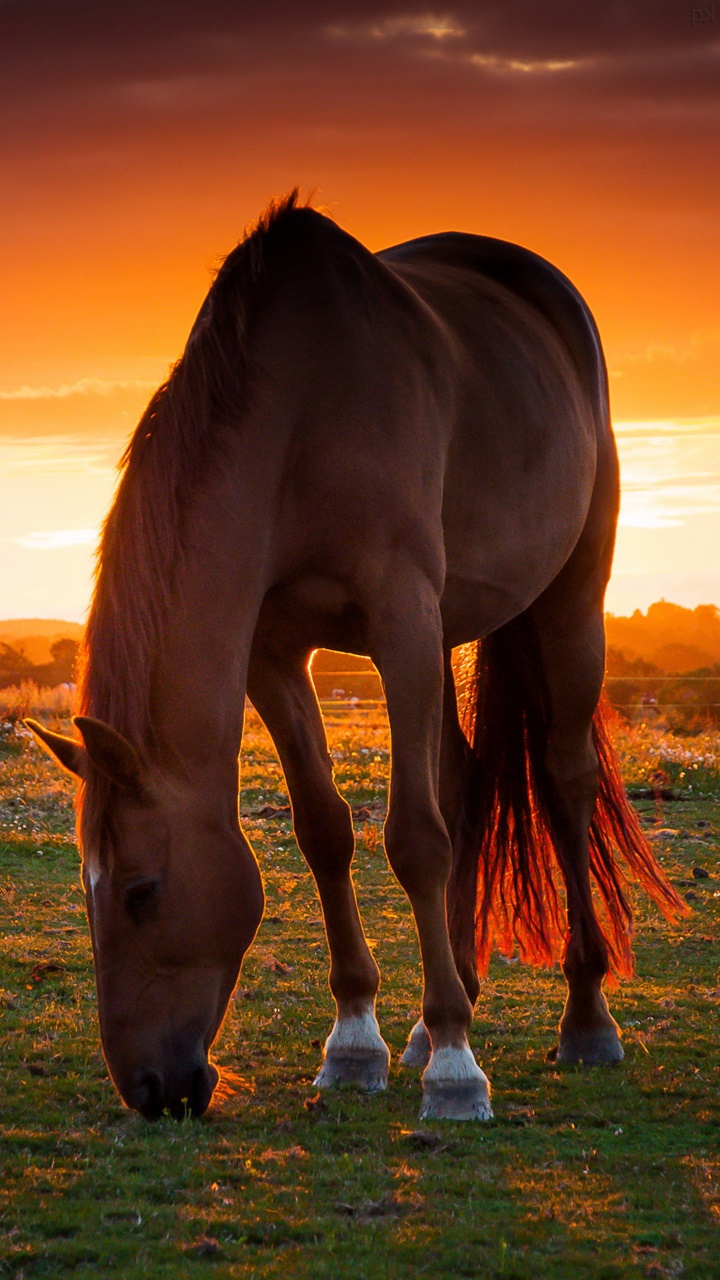 Horse For Phone Wallpapers