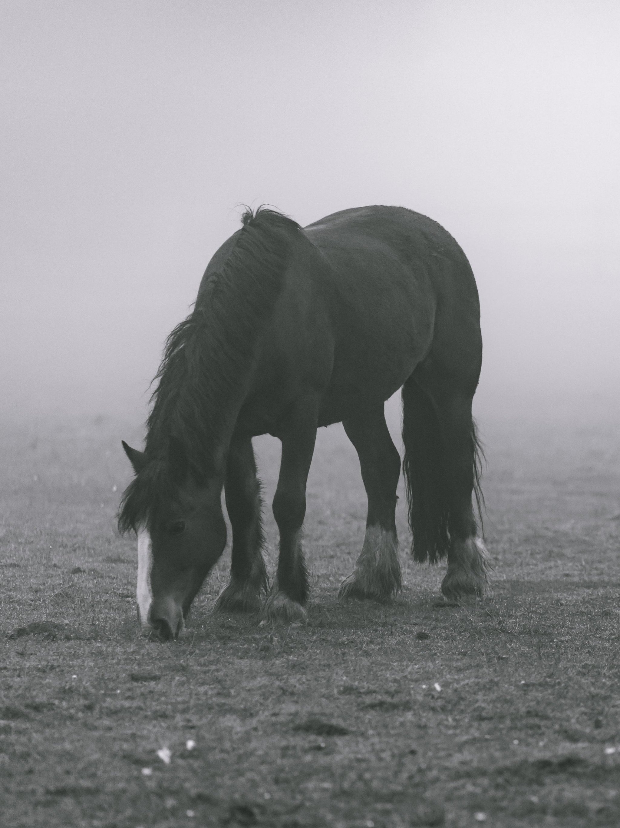 Horse For Phone Wallpapers